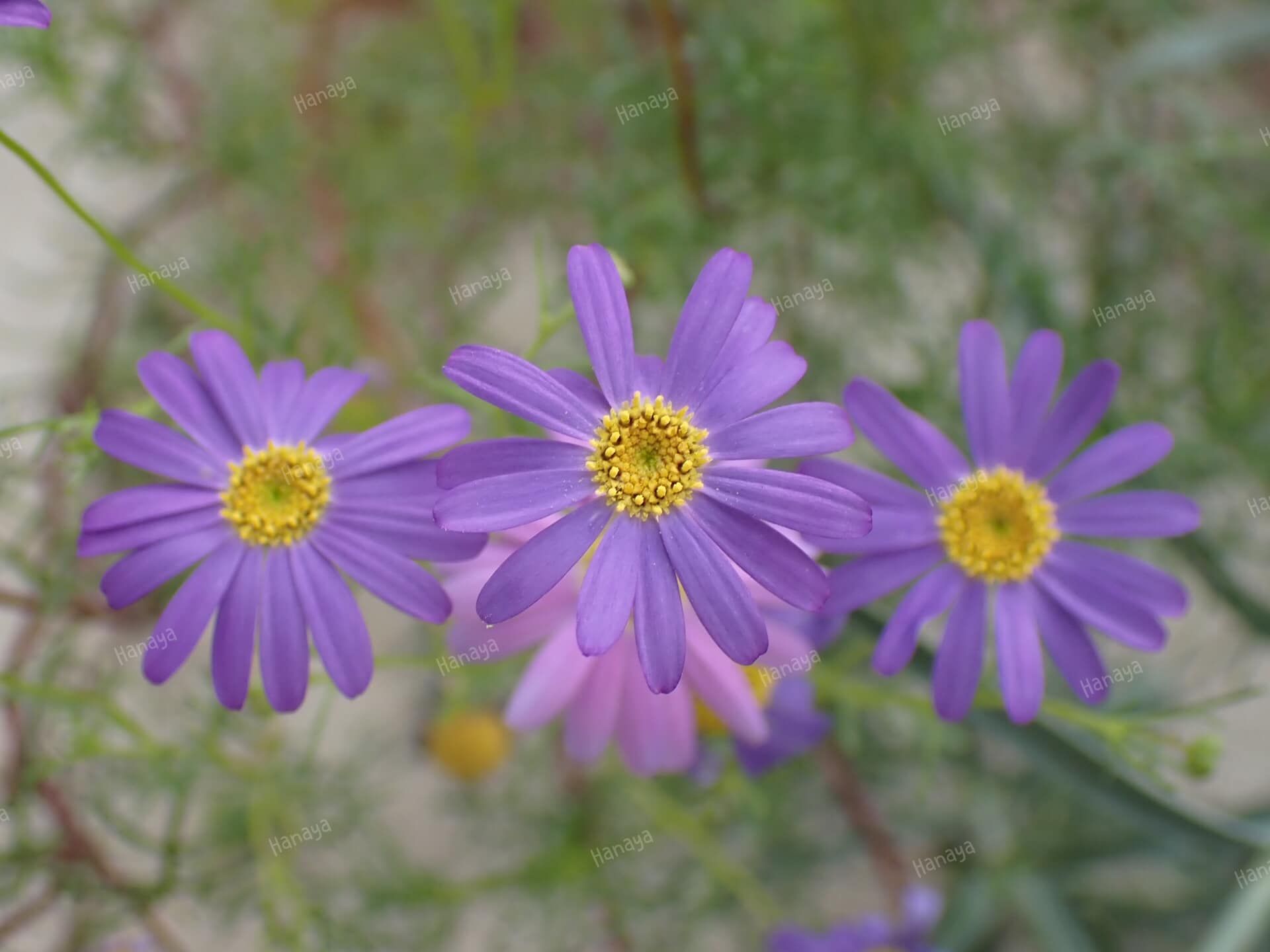 混色鵝河菊種子。