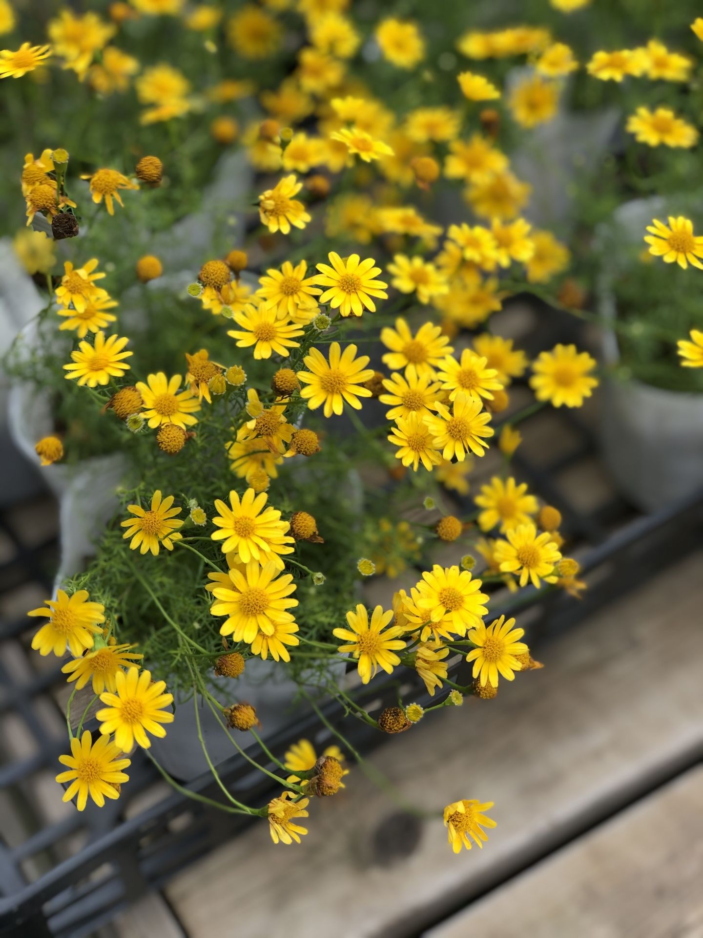 ダールベルグデージー