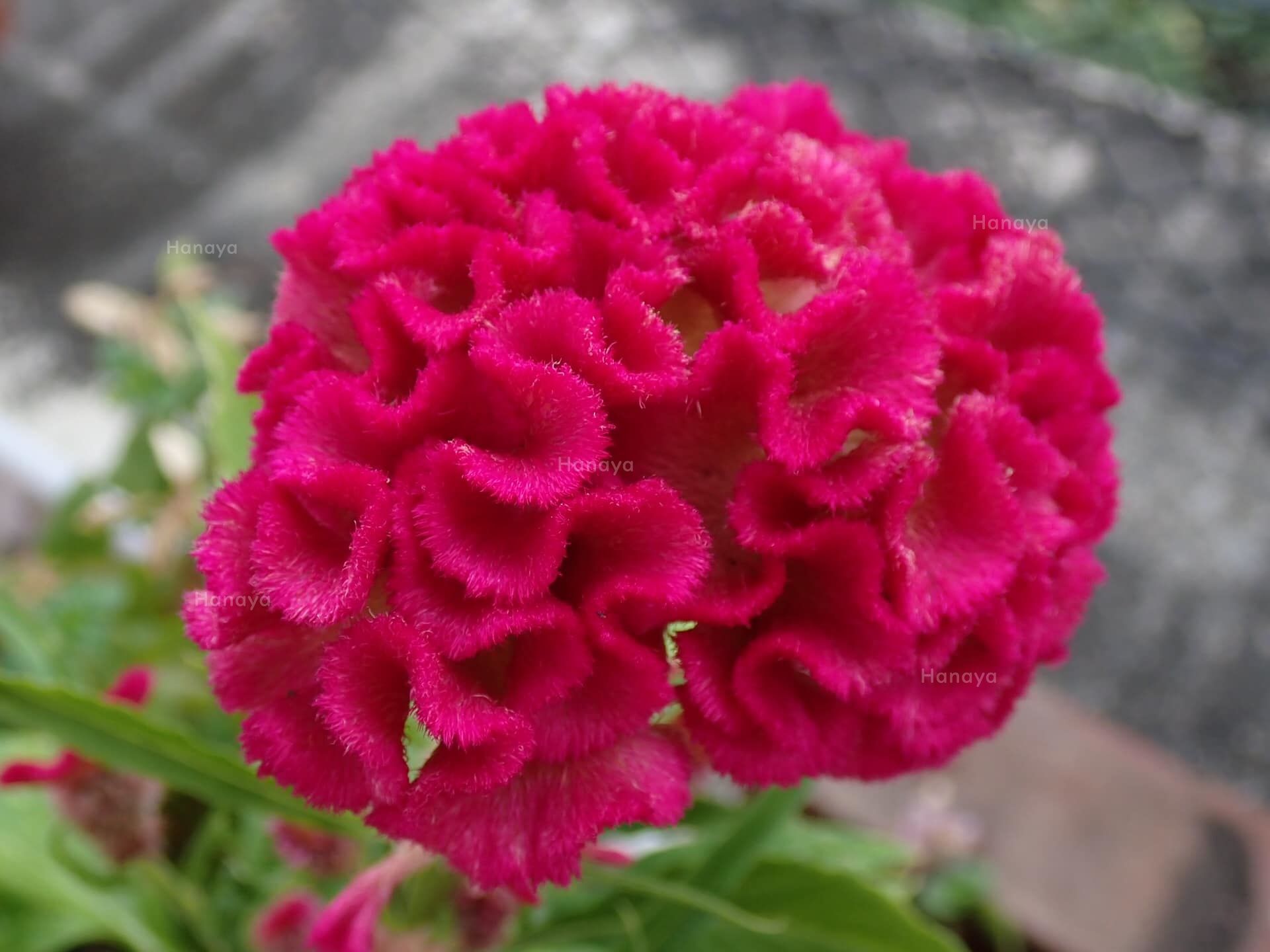 久留米雞冠花 | 日本品種 | 夏天必種