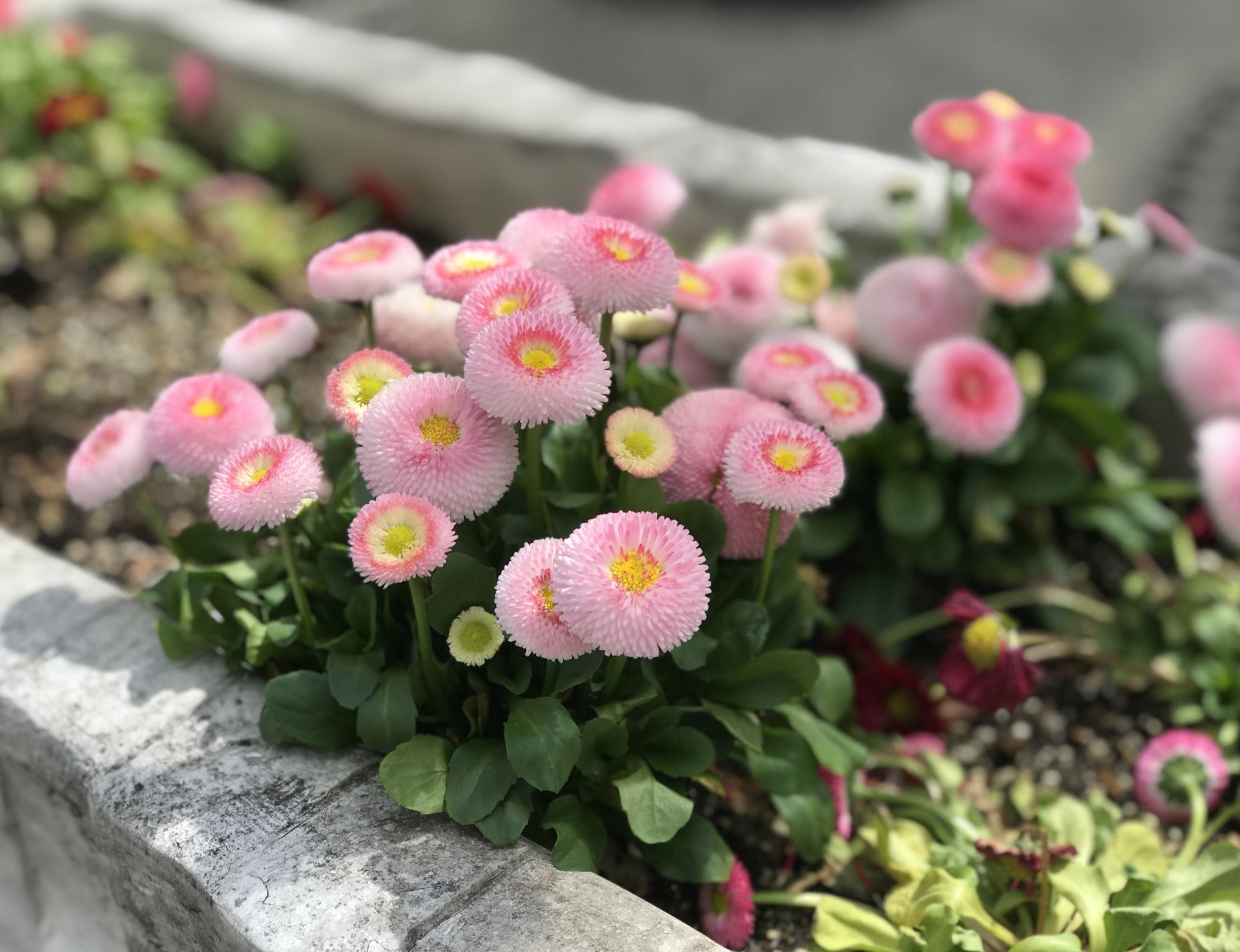 可愛小雛菊~ |新手友善