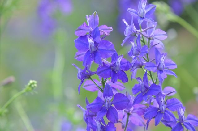 チドリソウ | 日本進口 | 適合切花