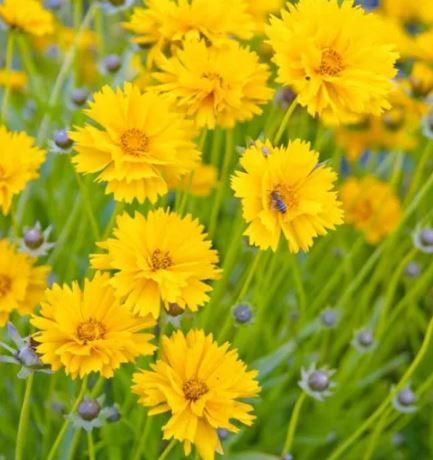 Coreopsis | 荷蘭進口