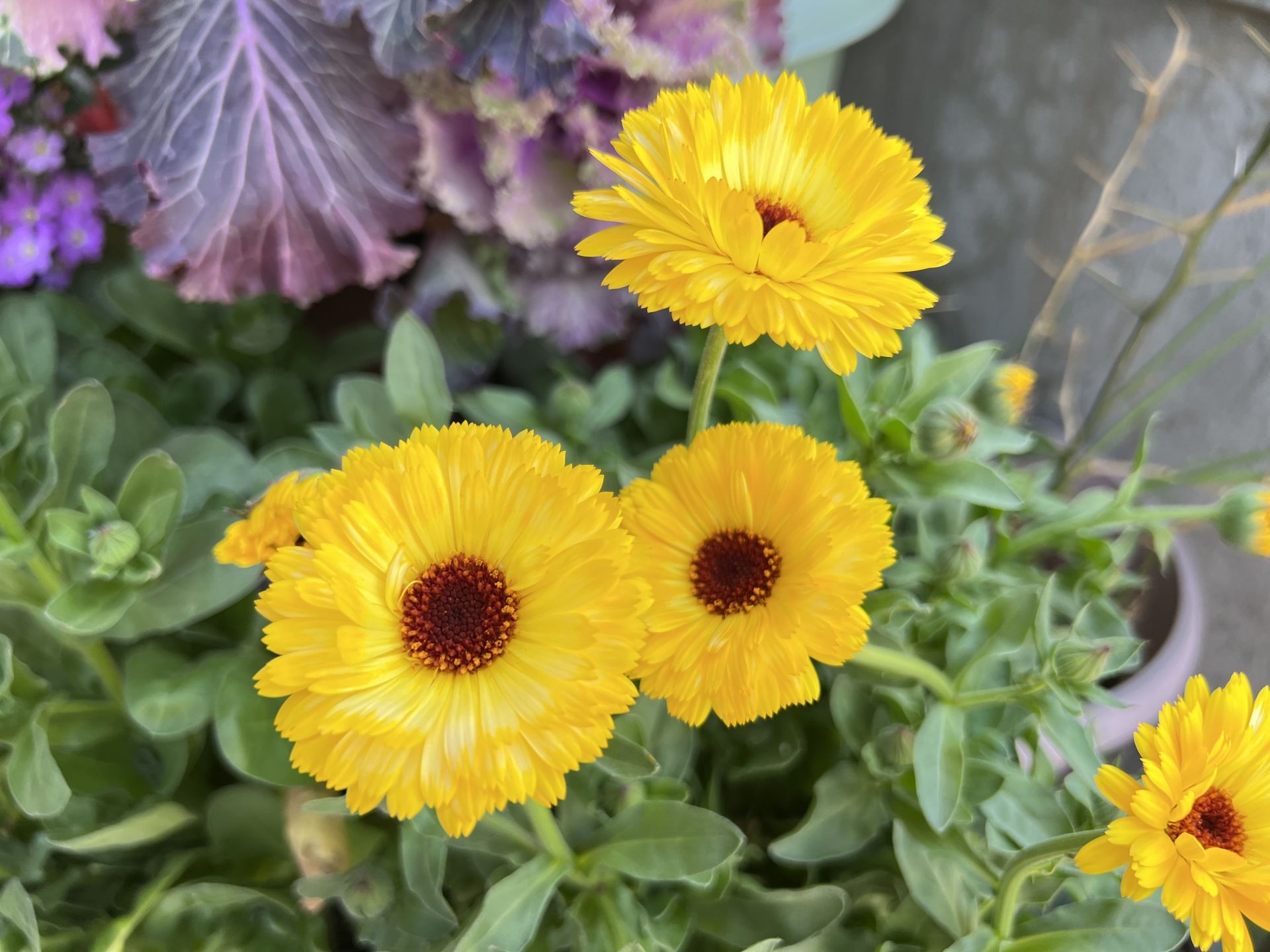 日本Calendula.カレンデュラ | 花朵顏色艷麗大方 | 種植零難度