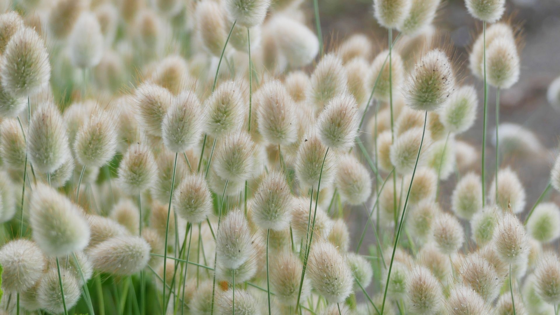 兔尾草 | 可作為乾燥花