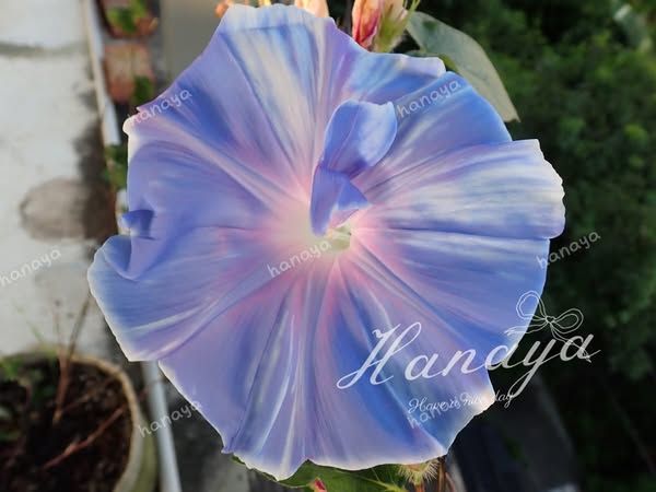 ✩日本朝顏種子系列✩ 夏天的花