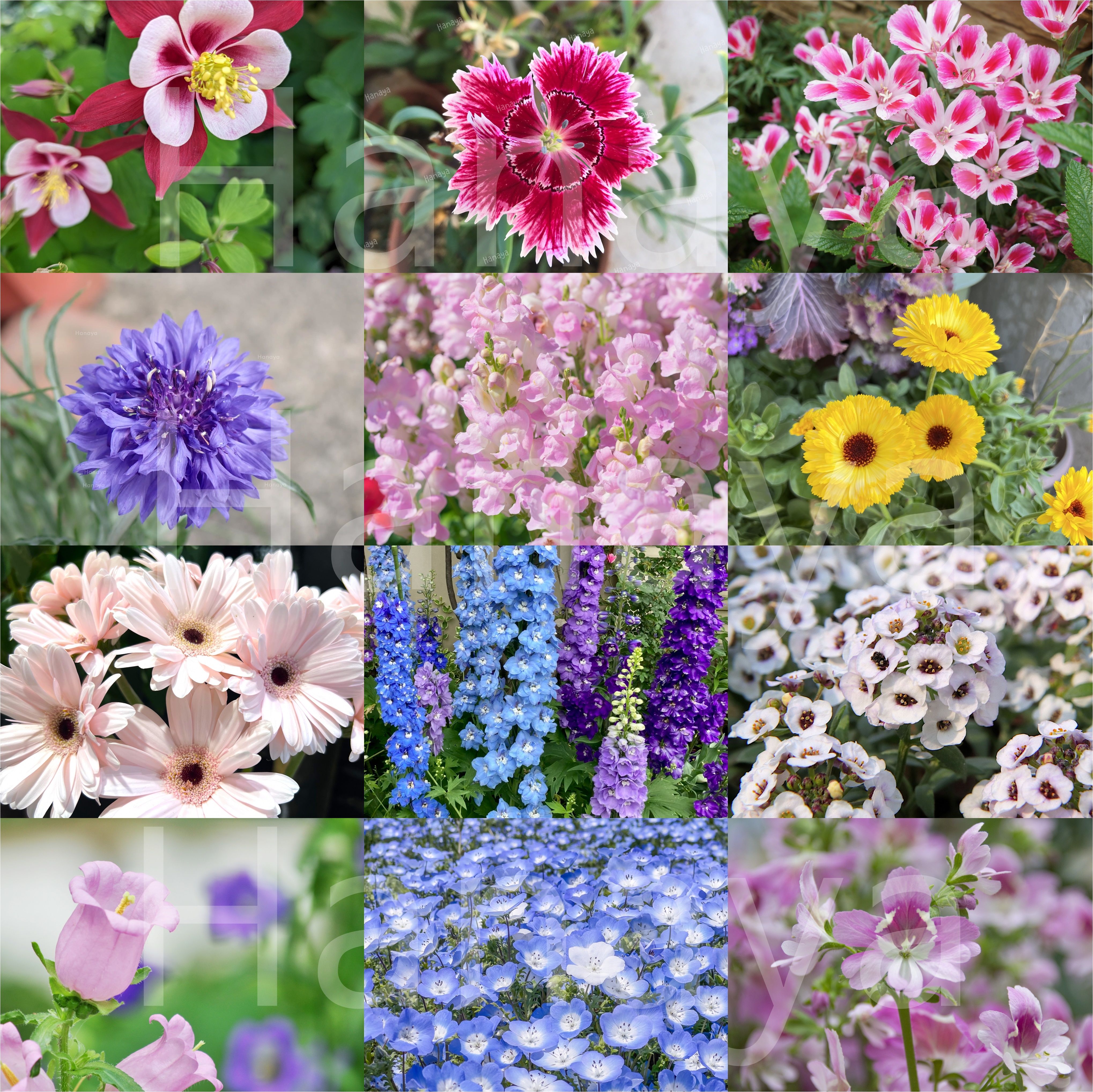 mix混合花卉種子~★開花會感到滿滿驚喜★買越多種類越豐富