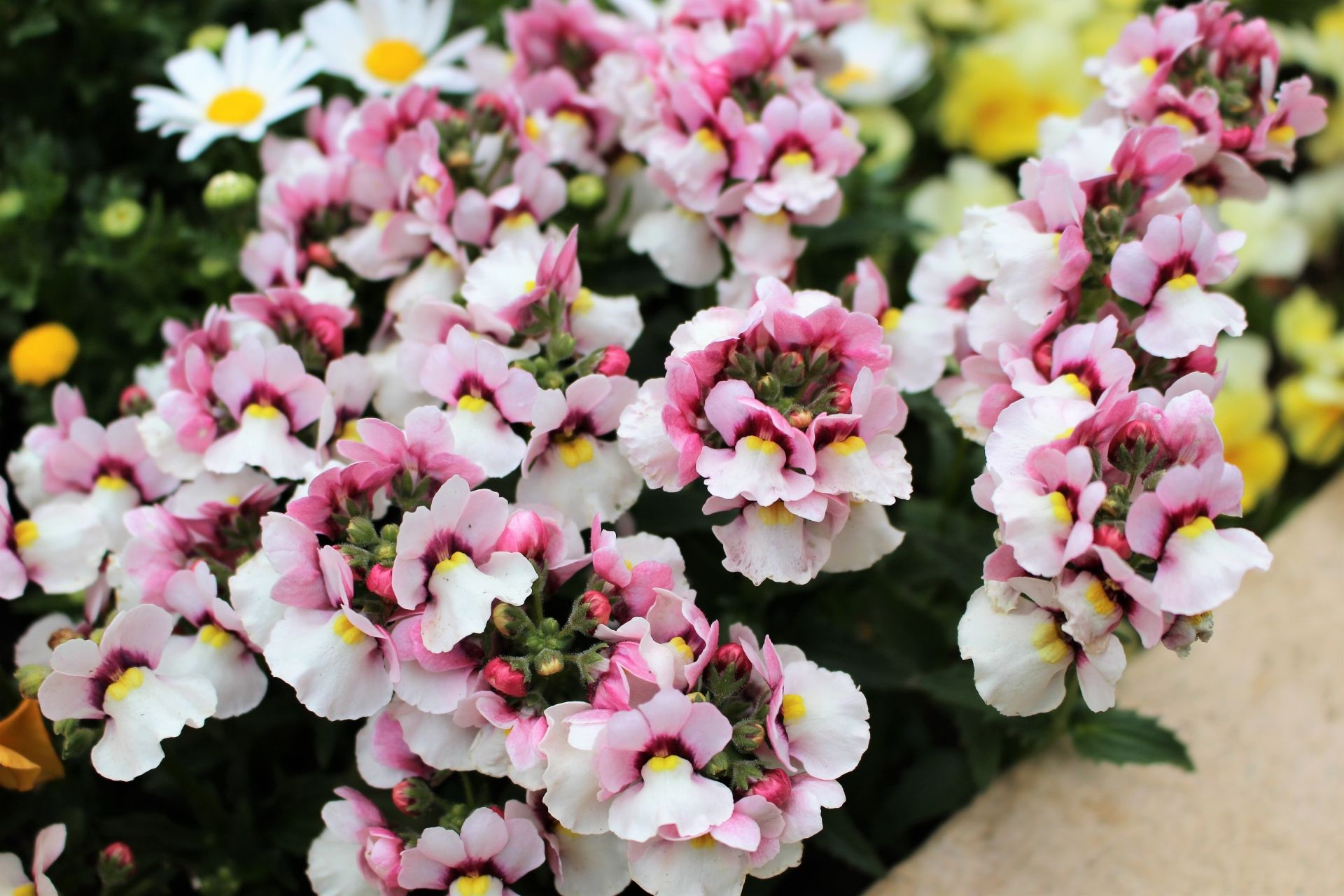 *季節限定*進口ネメシア