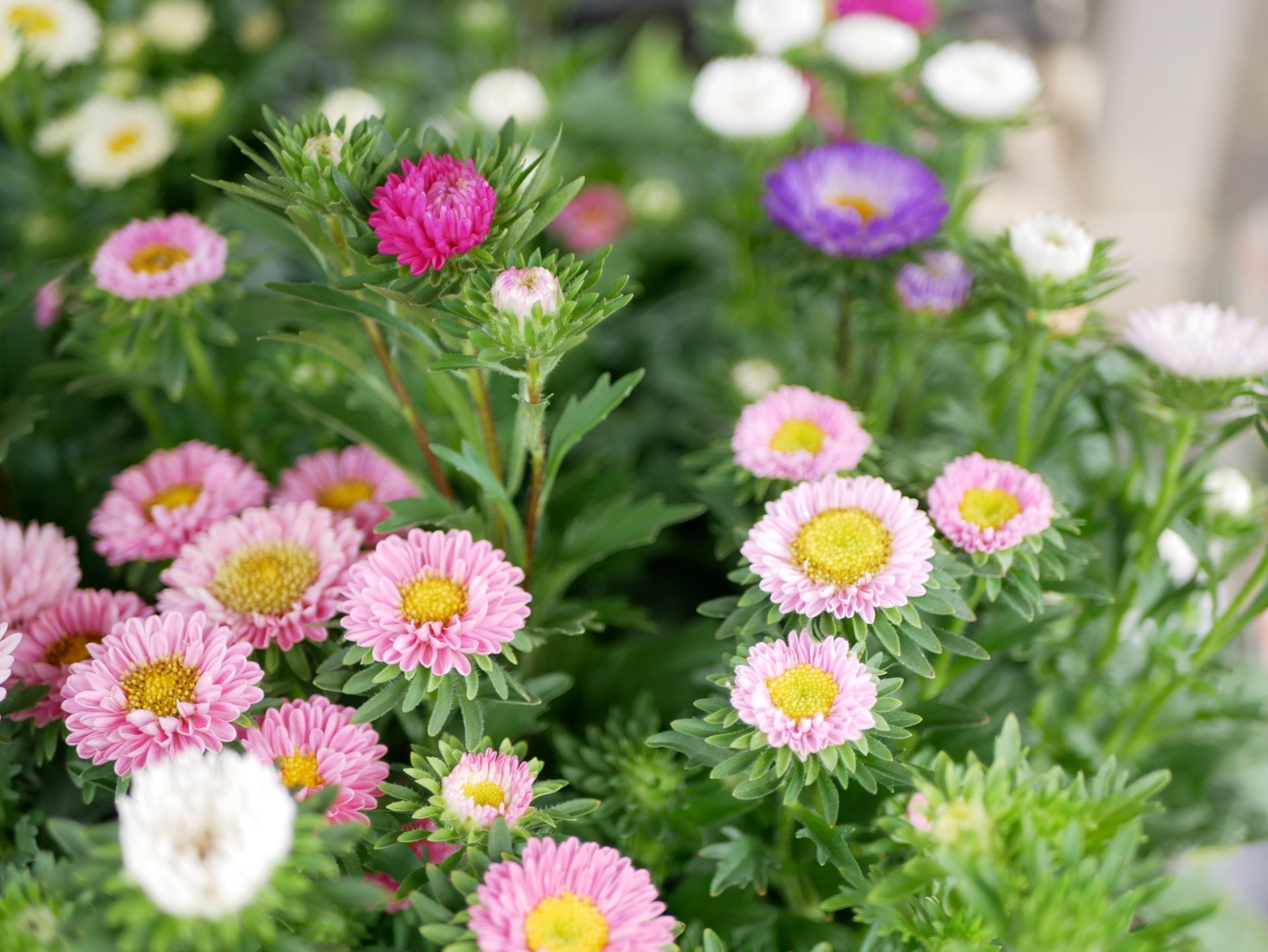アスター | 花期長 | 植株健壯 | 切花品種