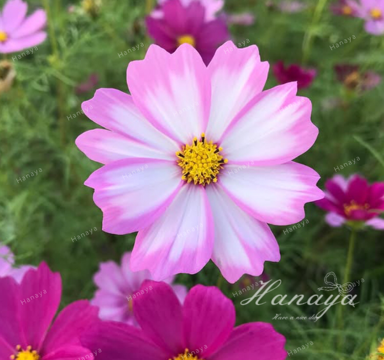 波斯菊系列 l 秋冬必種