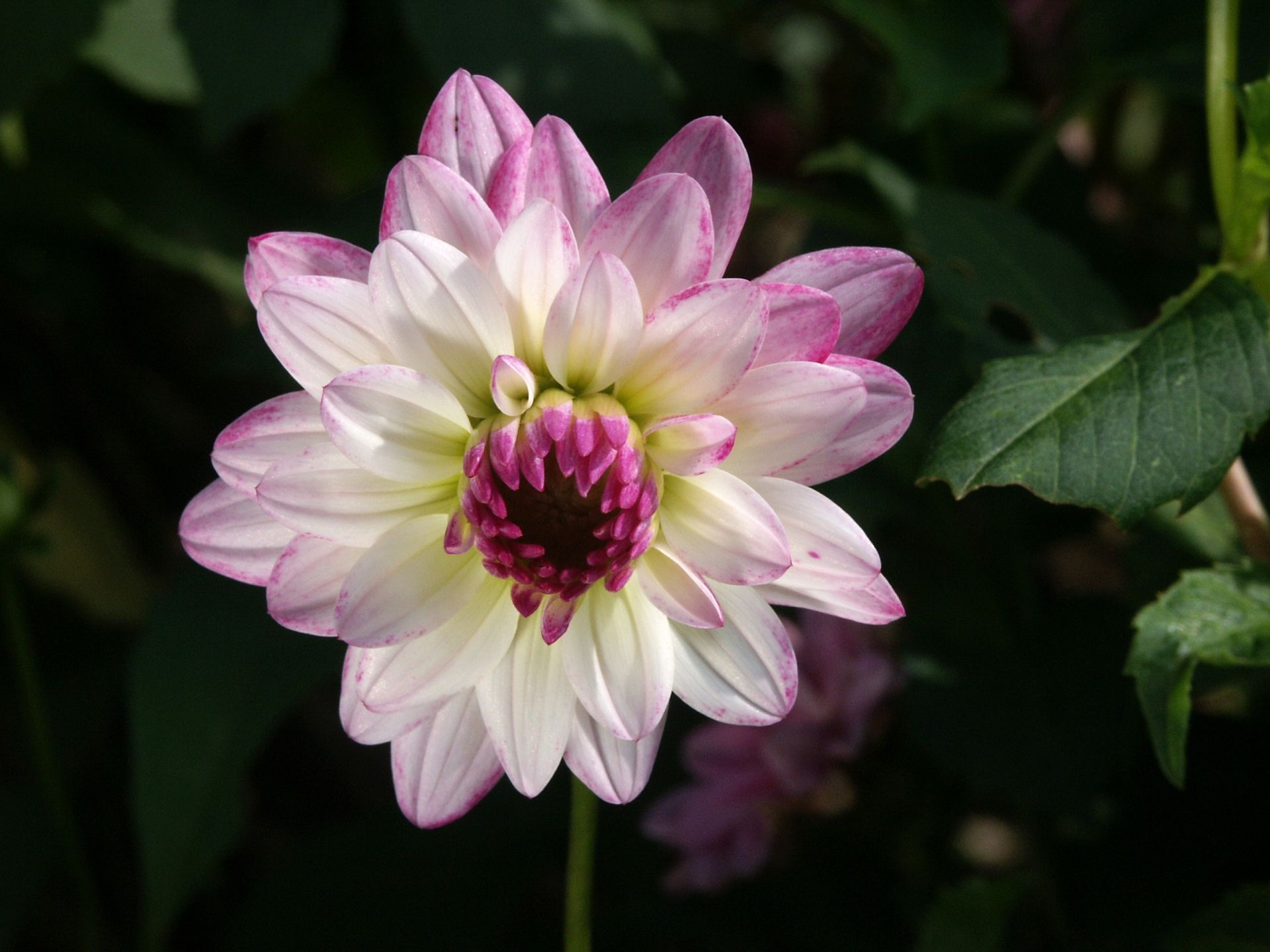 🔥混色大理花種子 | 花美而大方 | 育苗容易