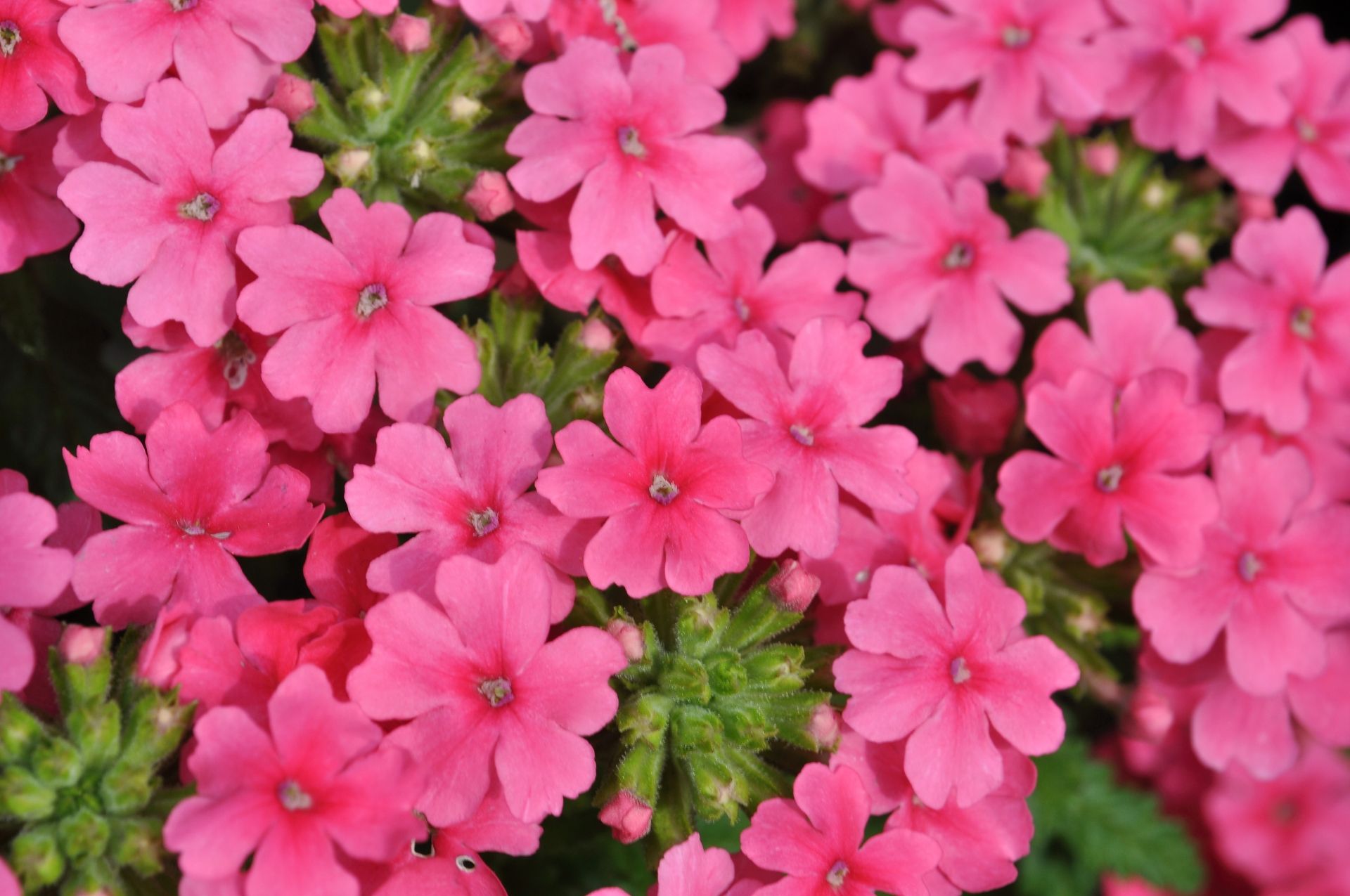 バーベナ | 開花性佳