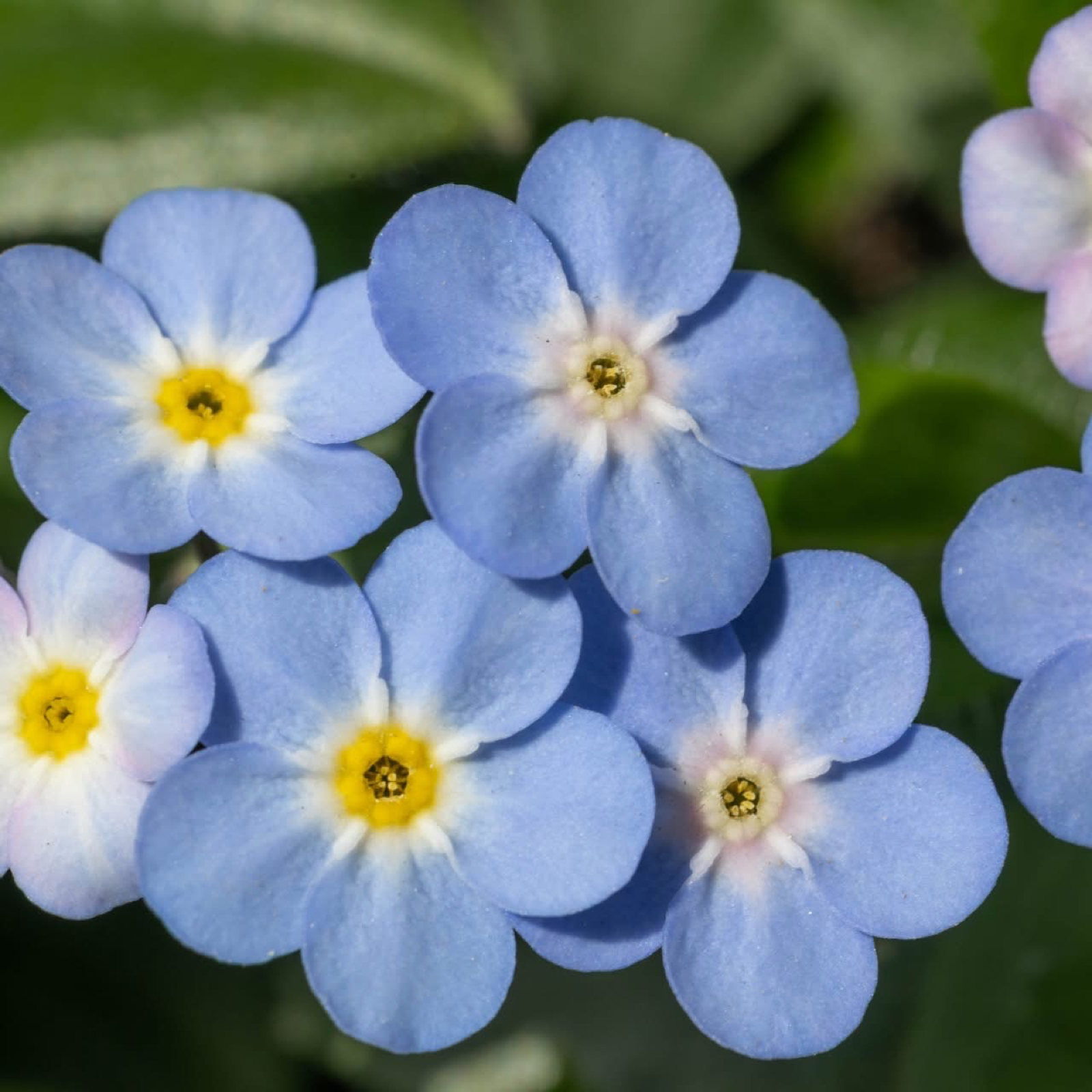 混色勿忘草 | 生長快 | 育苗容易