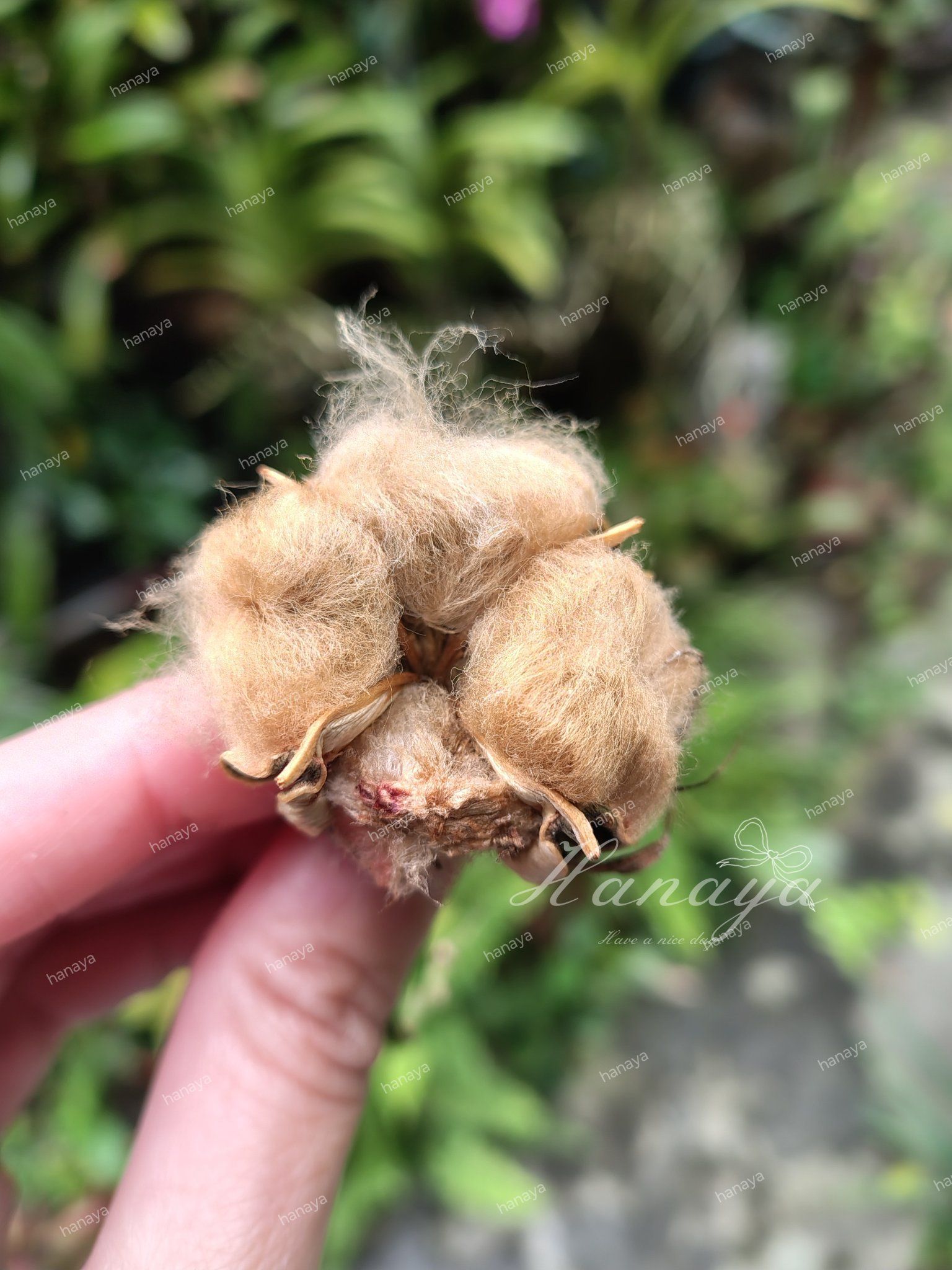 *自採*稀有咖啡色棉花種子