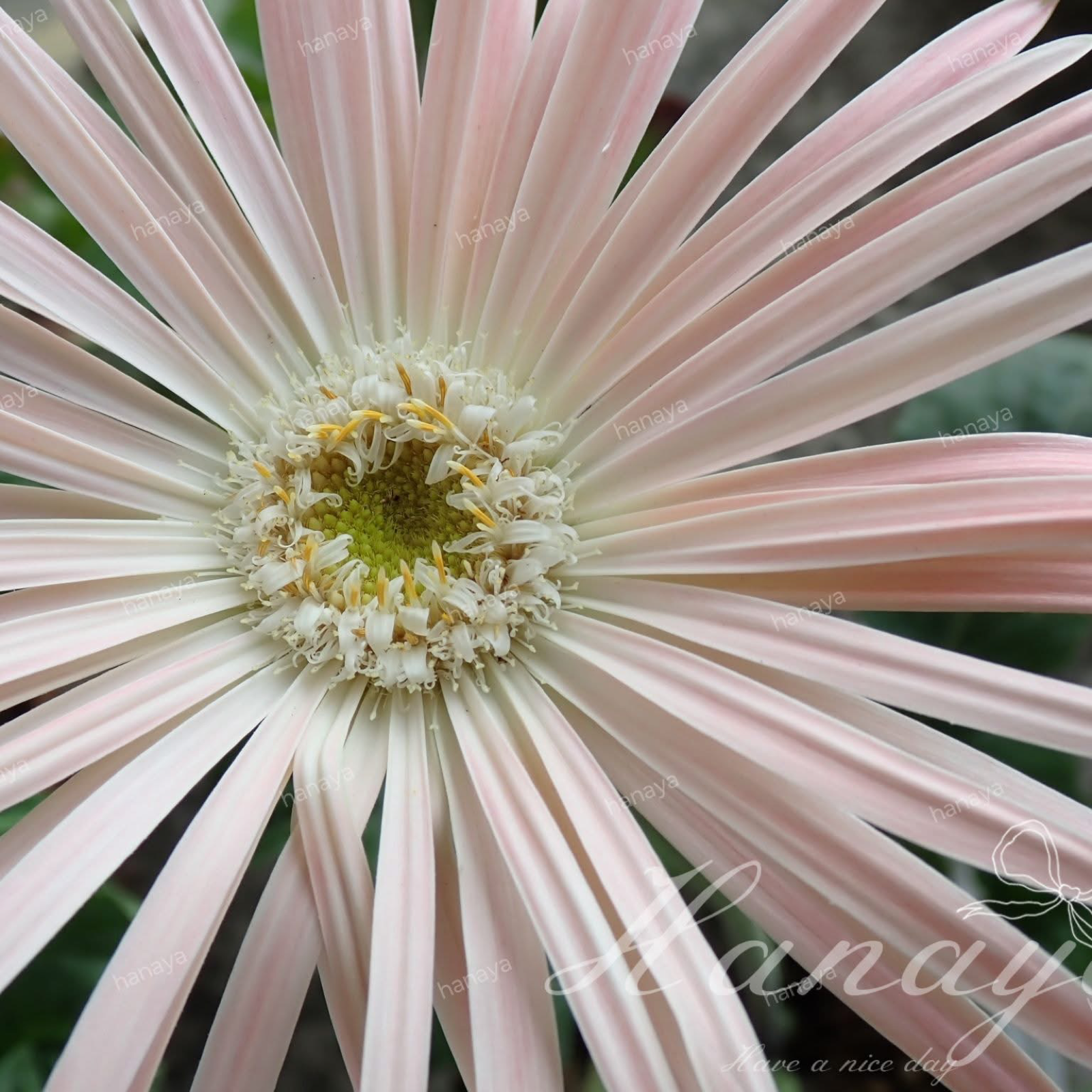 🔥熱銷商品🔥自家交種非洲菊 混色| 多年生 | 好照顧
