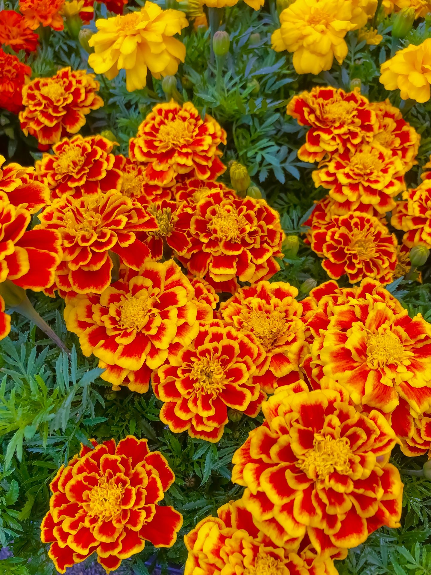 美國優質盛開品種F1孔雀草 可驅蚜蟲.線蟲 |抗病性強