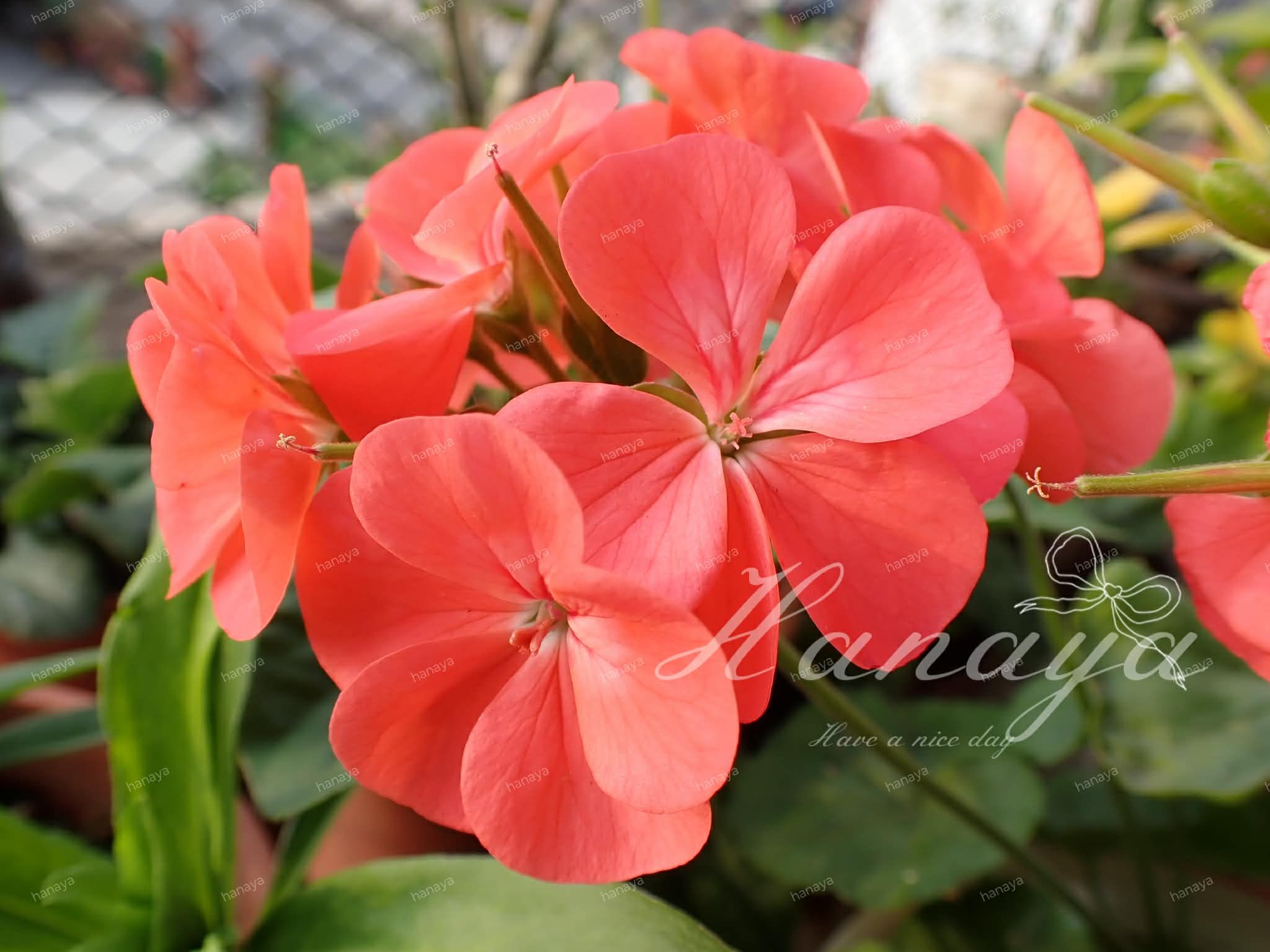 *自採*隨意授粉天竺葵