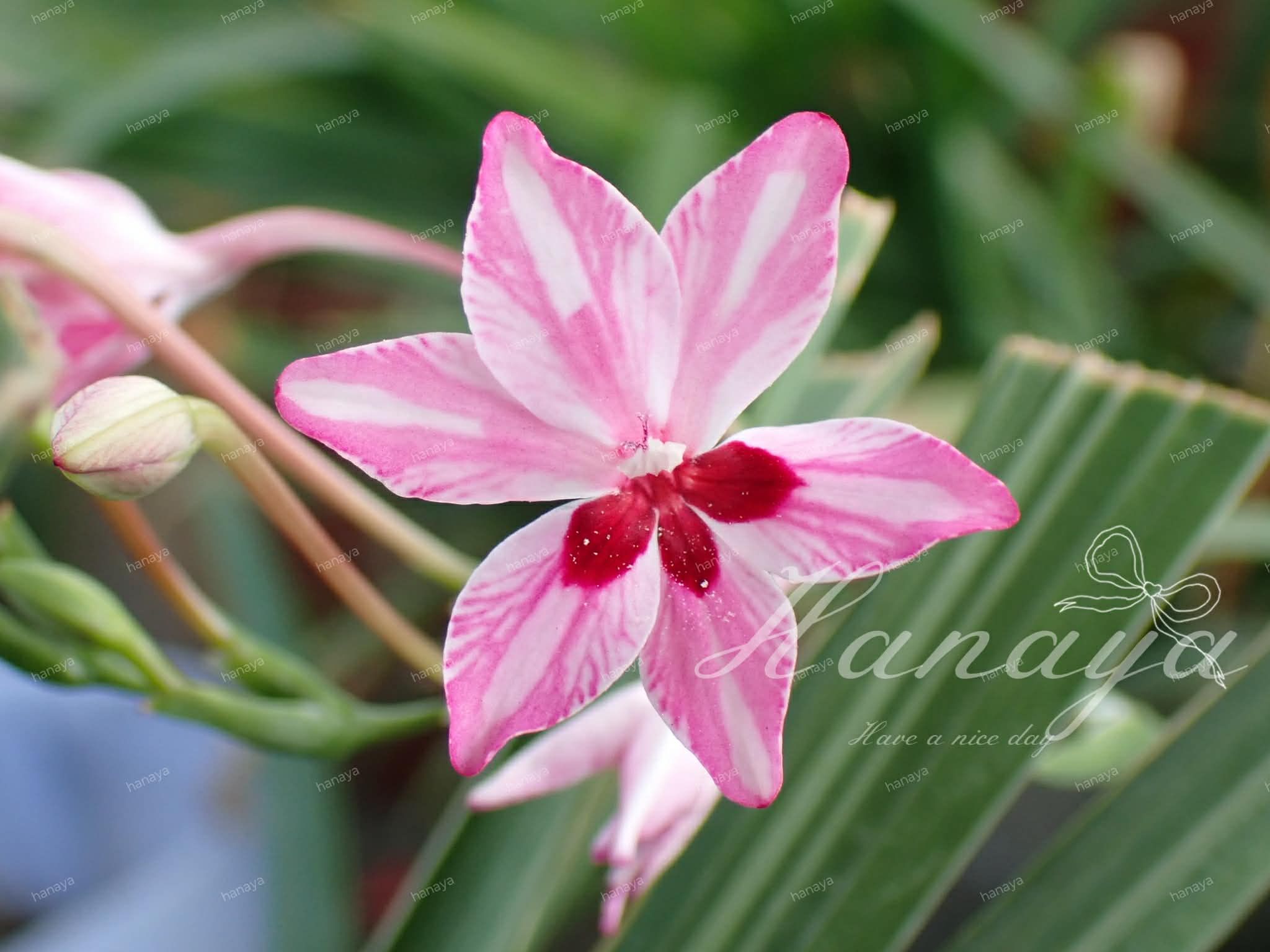 *新鮮採收中*姫檜扇 | 多年生球根 | 超好種