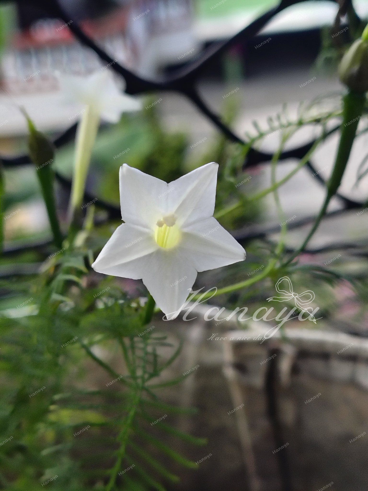 蔦蘿 | 新娘花 | 夏天好種