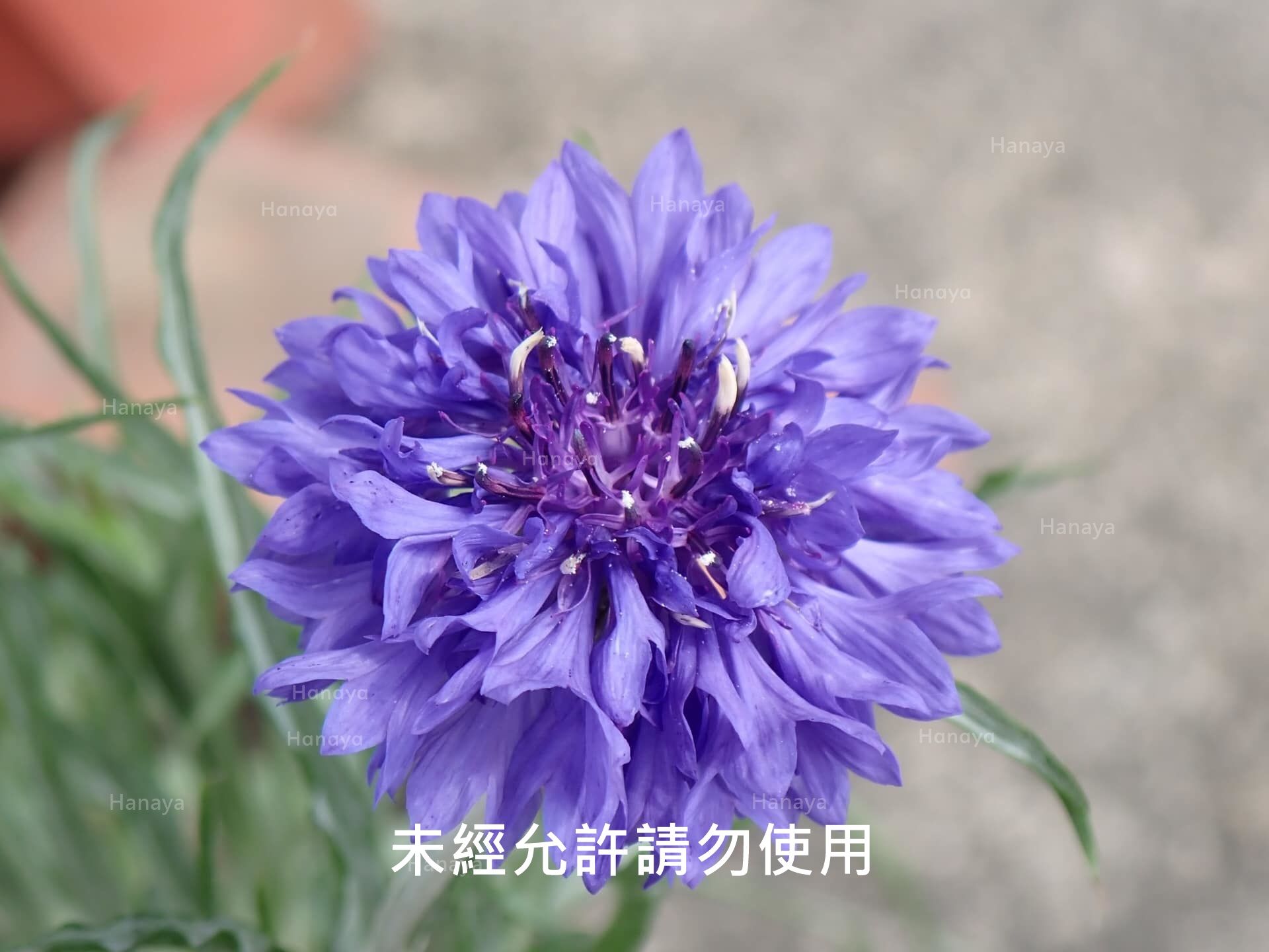 ヤグルマギク | 日本進口| 種植容易 | 適合新手