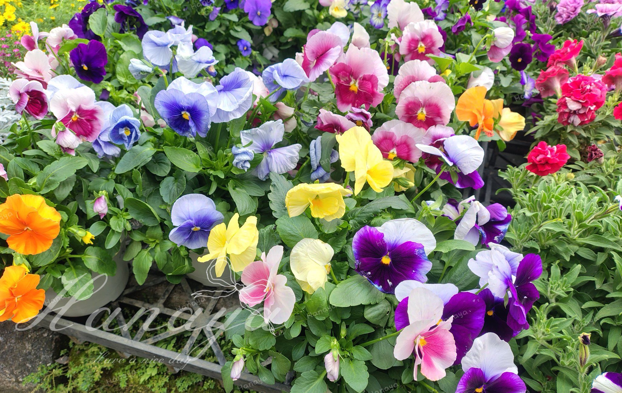 巨花型三色堇 | 易照顧 | 適合新手