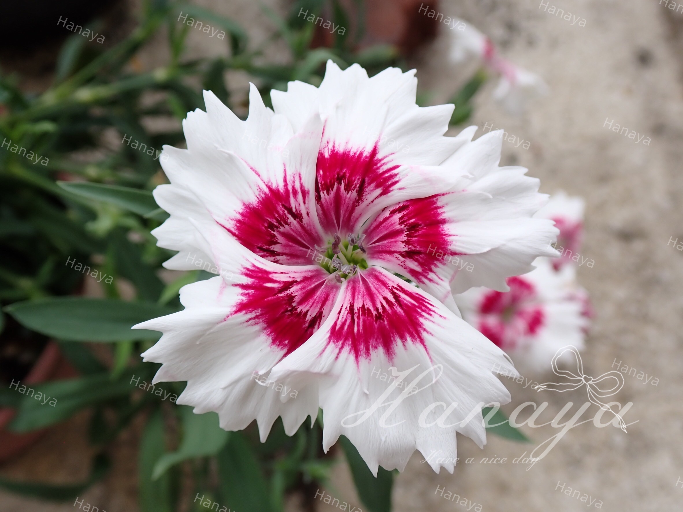 日本撫子 | 大花 | 新手友善 | 市面稀少