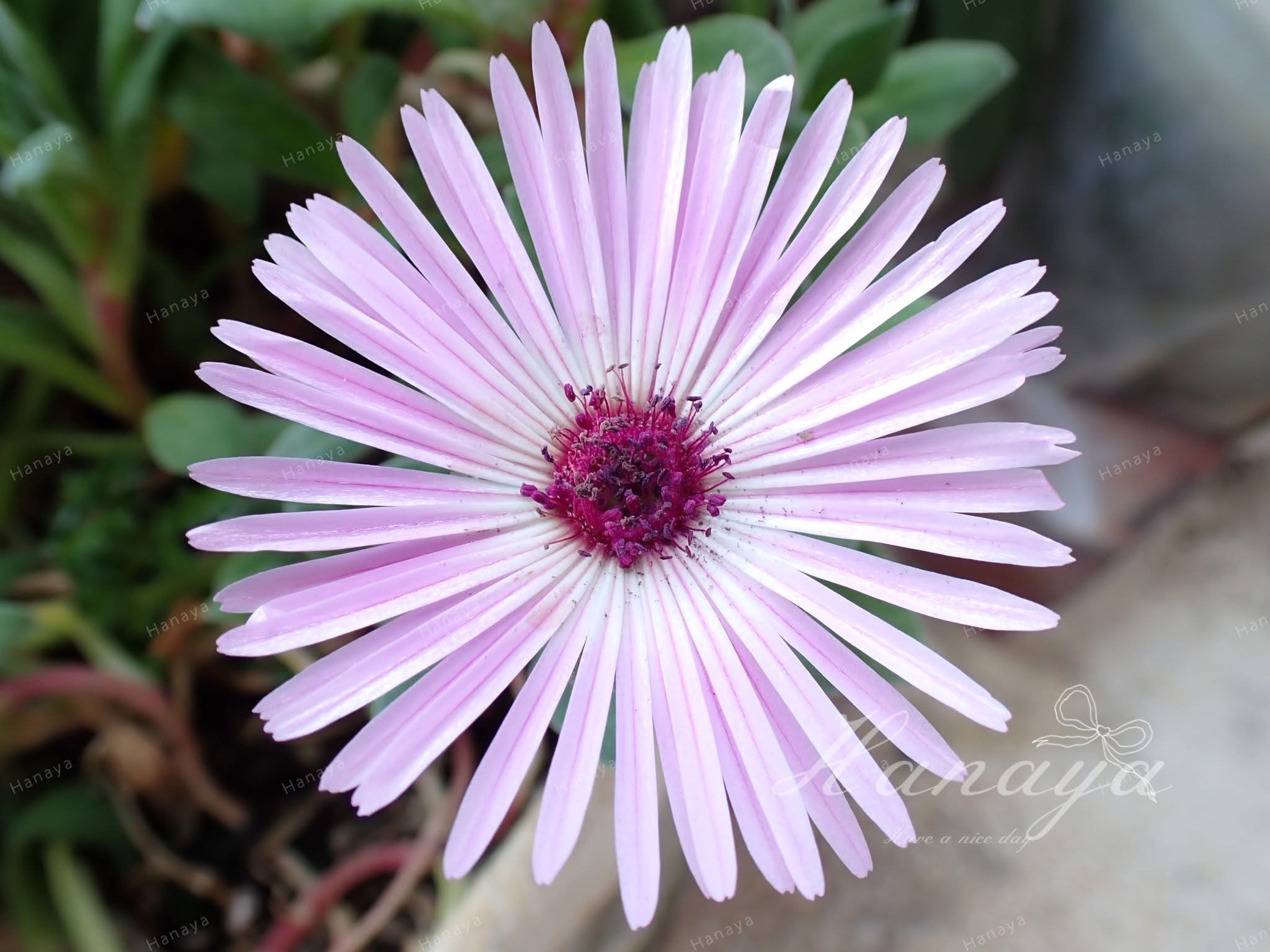 リビングストンデージー | 彩虹菊.夏天不可或缺| 開花性極佳| 懶人型開花植物