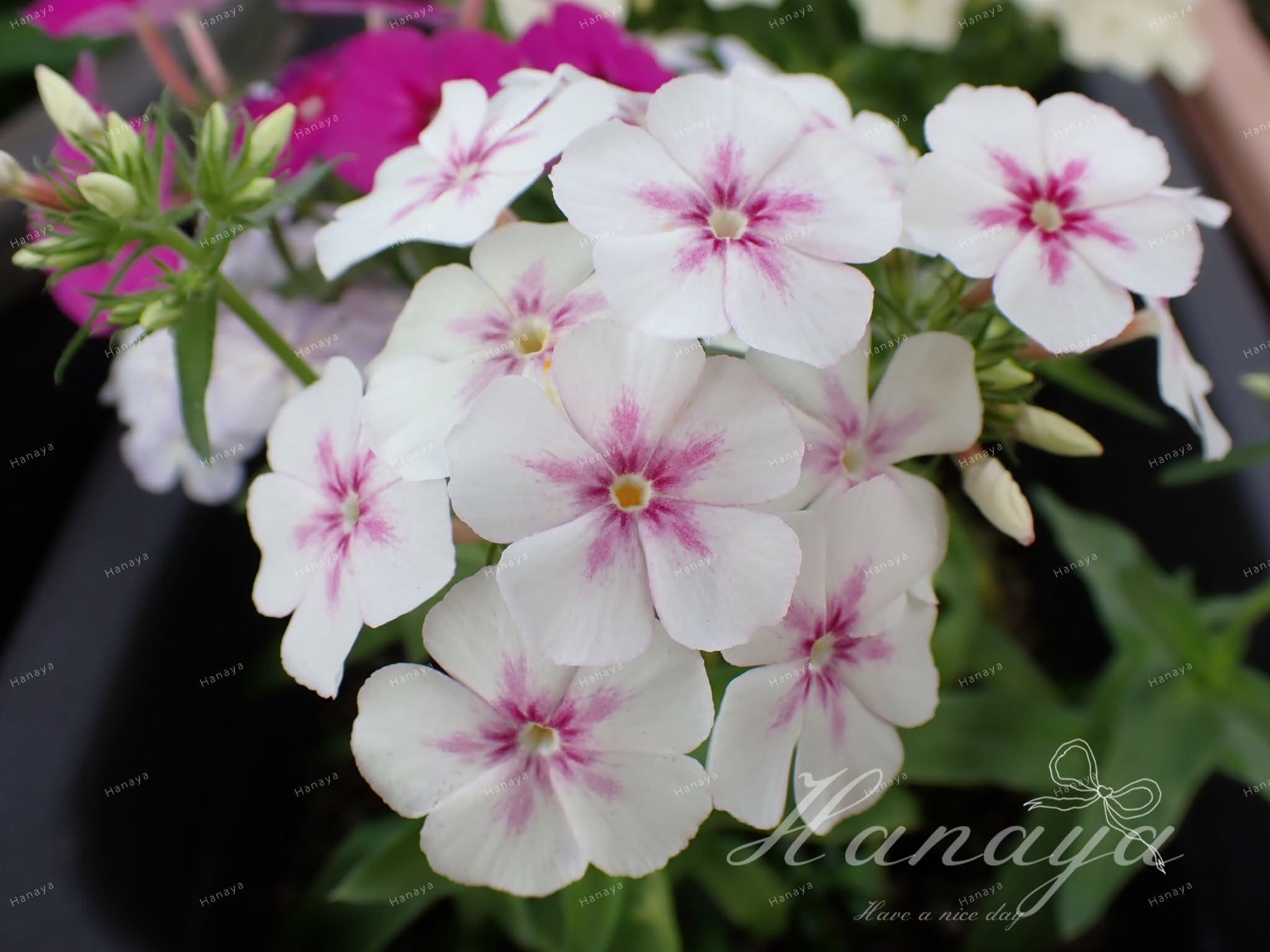 混色香花福祿考種子~| 生長快 | 適合新手 | 易結種子 | 有香氣