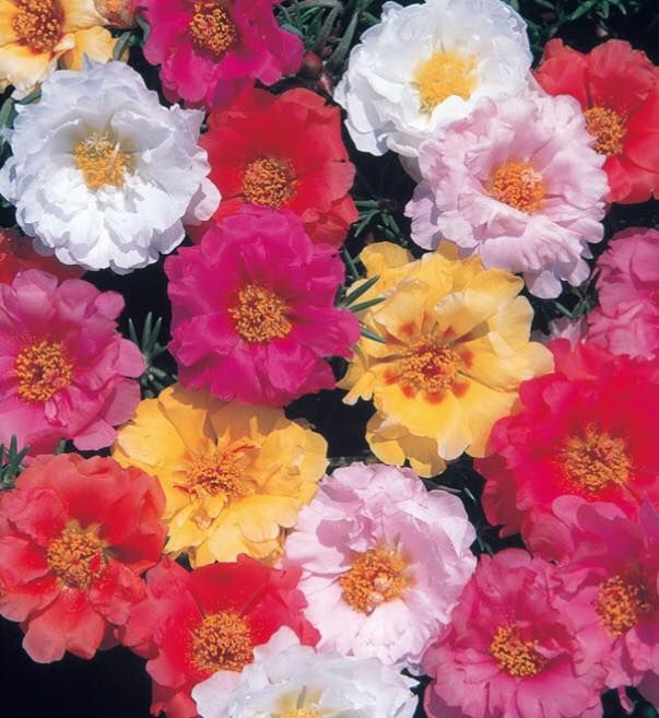 日本重瓣松葉牡丹-追日品系。夏天賞花 | 每天開花 | 好繁殖 | 無刺多肉植物