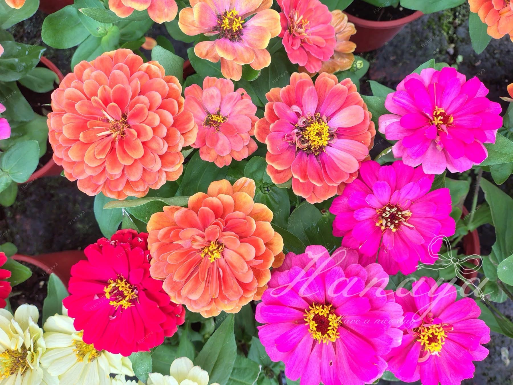 日本混色ジニア | 夏播 | 新手友善 | 不須技巧超好種