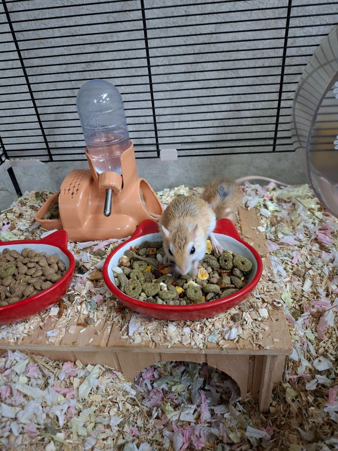 飼料分裝試吃包專區