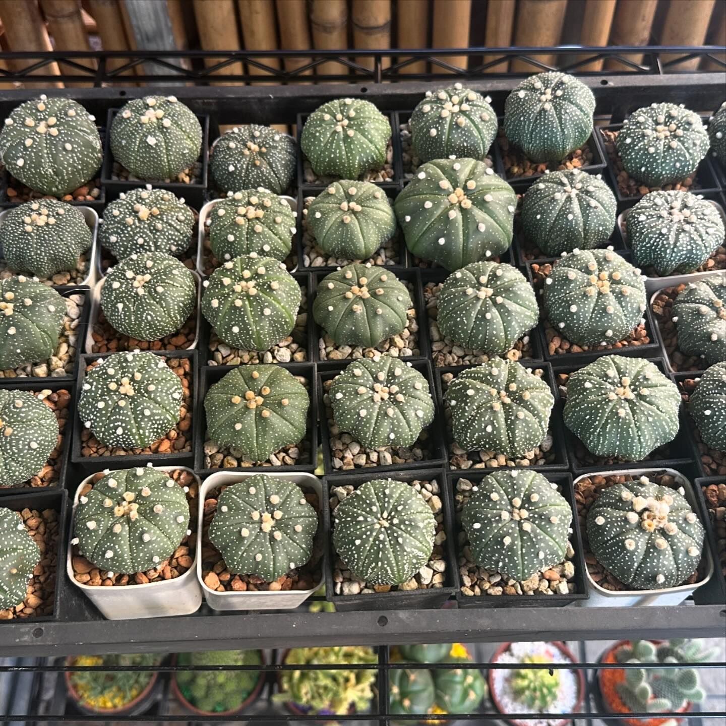 最可愛的兜