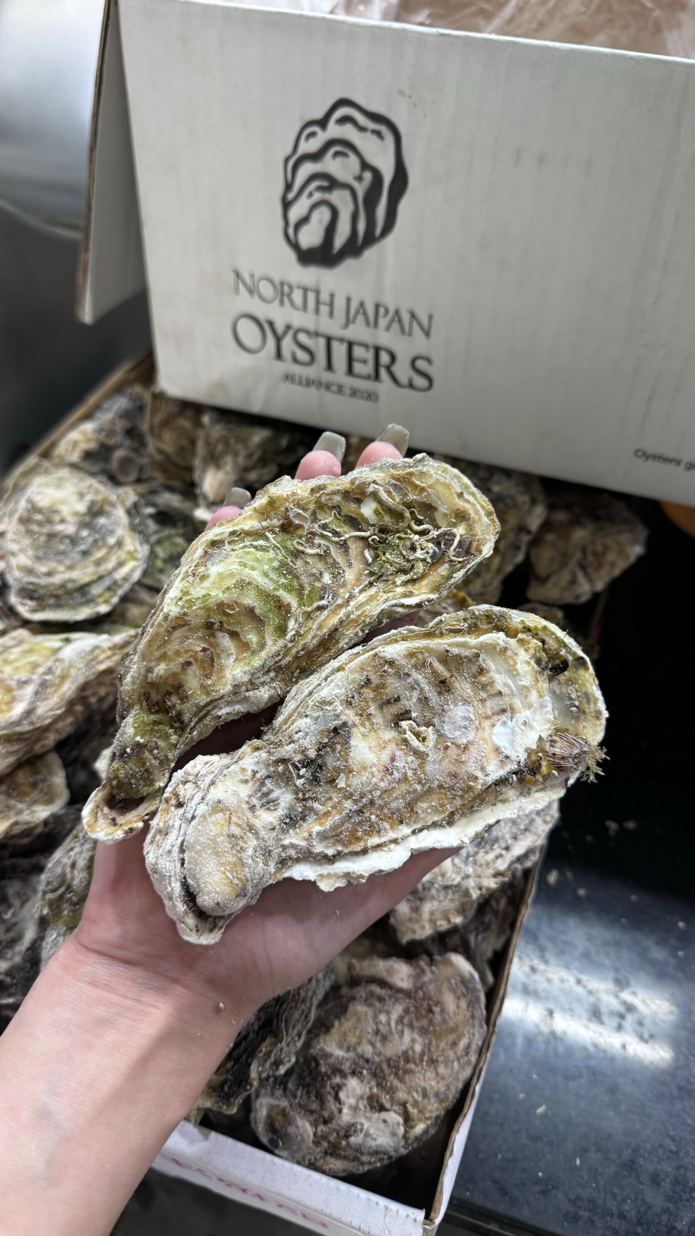 日本宮城進口生食級原箱超鮮甜生蠔🦪