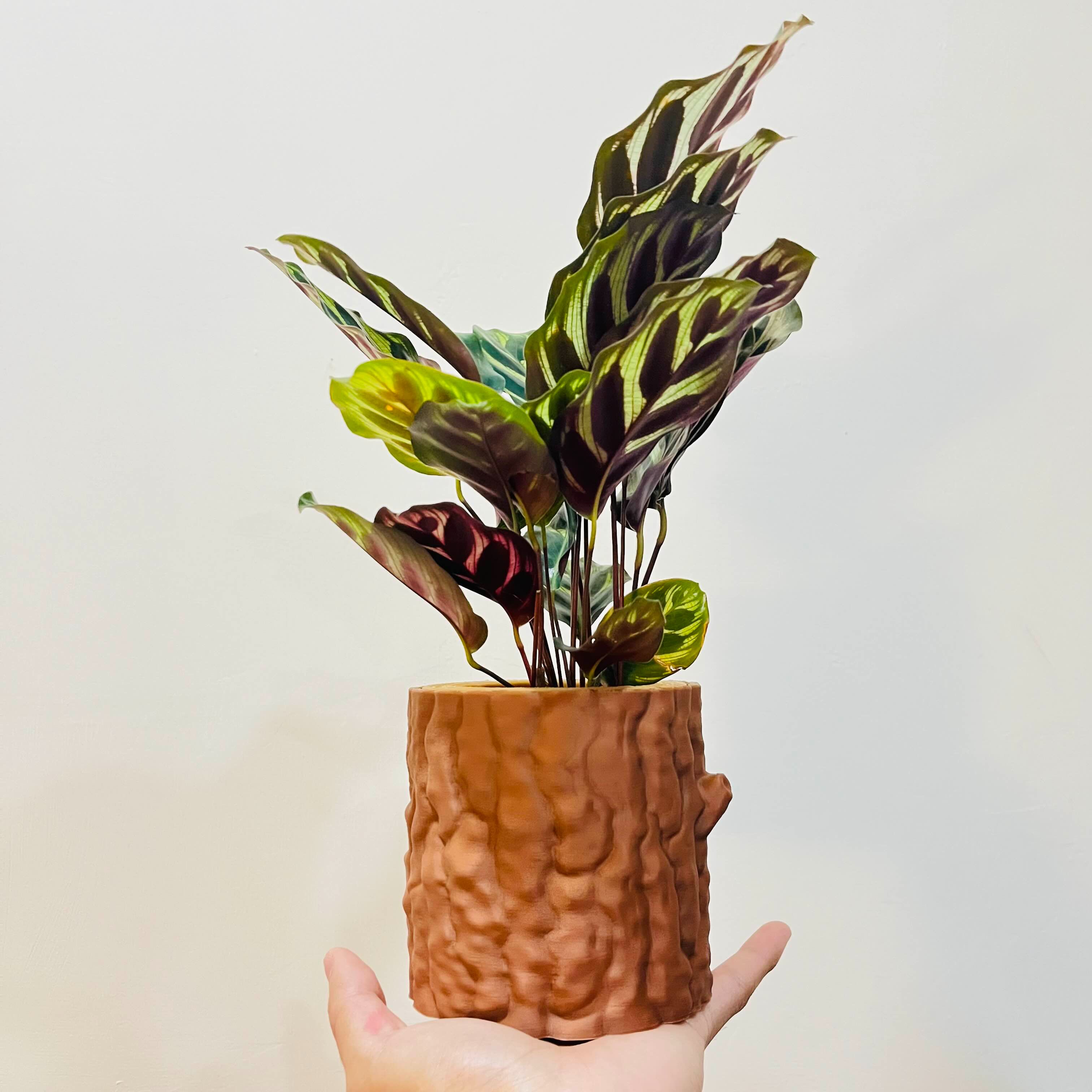🪴【植栽用品】3D 列印小小樹幹盆栽，有排水孔，約四吋盆大小（👉點我看詳情）