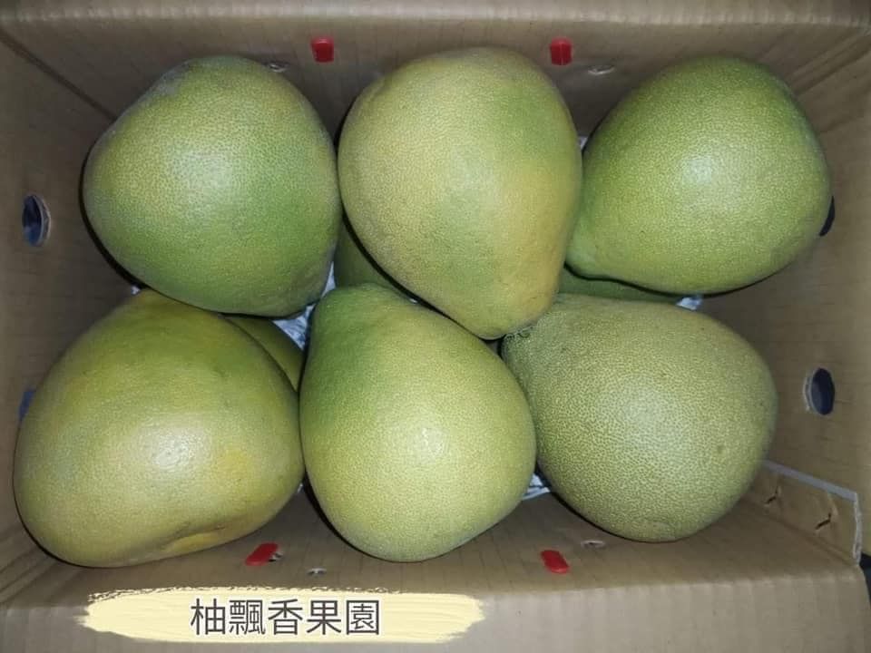 特級麻豆文旦禮盒10斤，嚴選60年老欉麻豆文旦