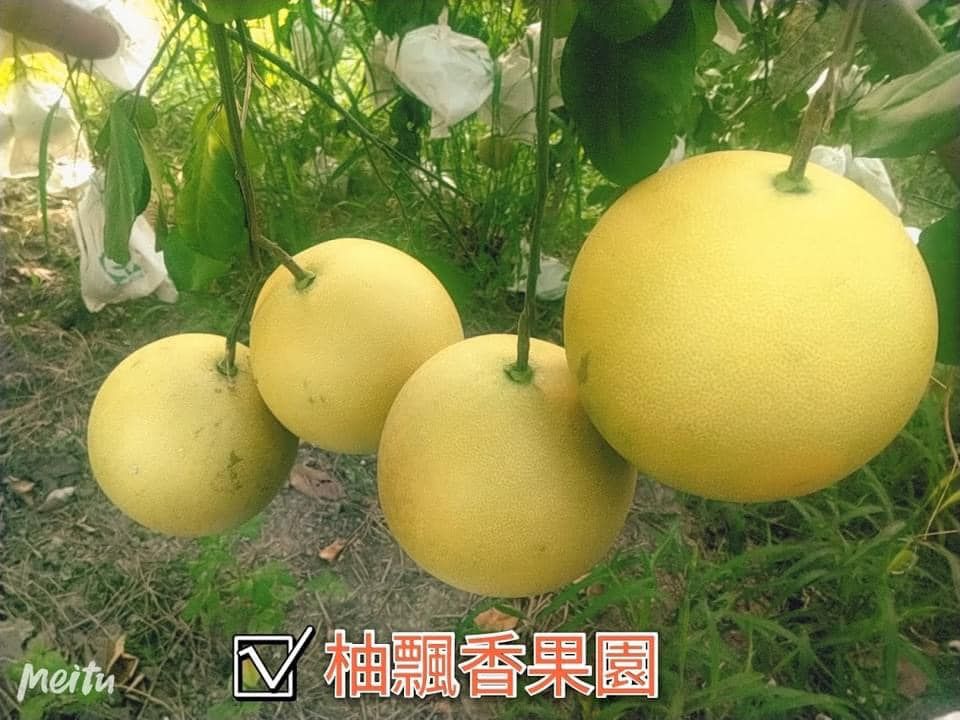 特級40年老欉大白柚（10/1開始出貨）