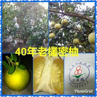 特級40年老欉麻豆蜜柚 西施柚（10/1開始出貨）