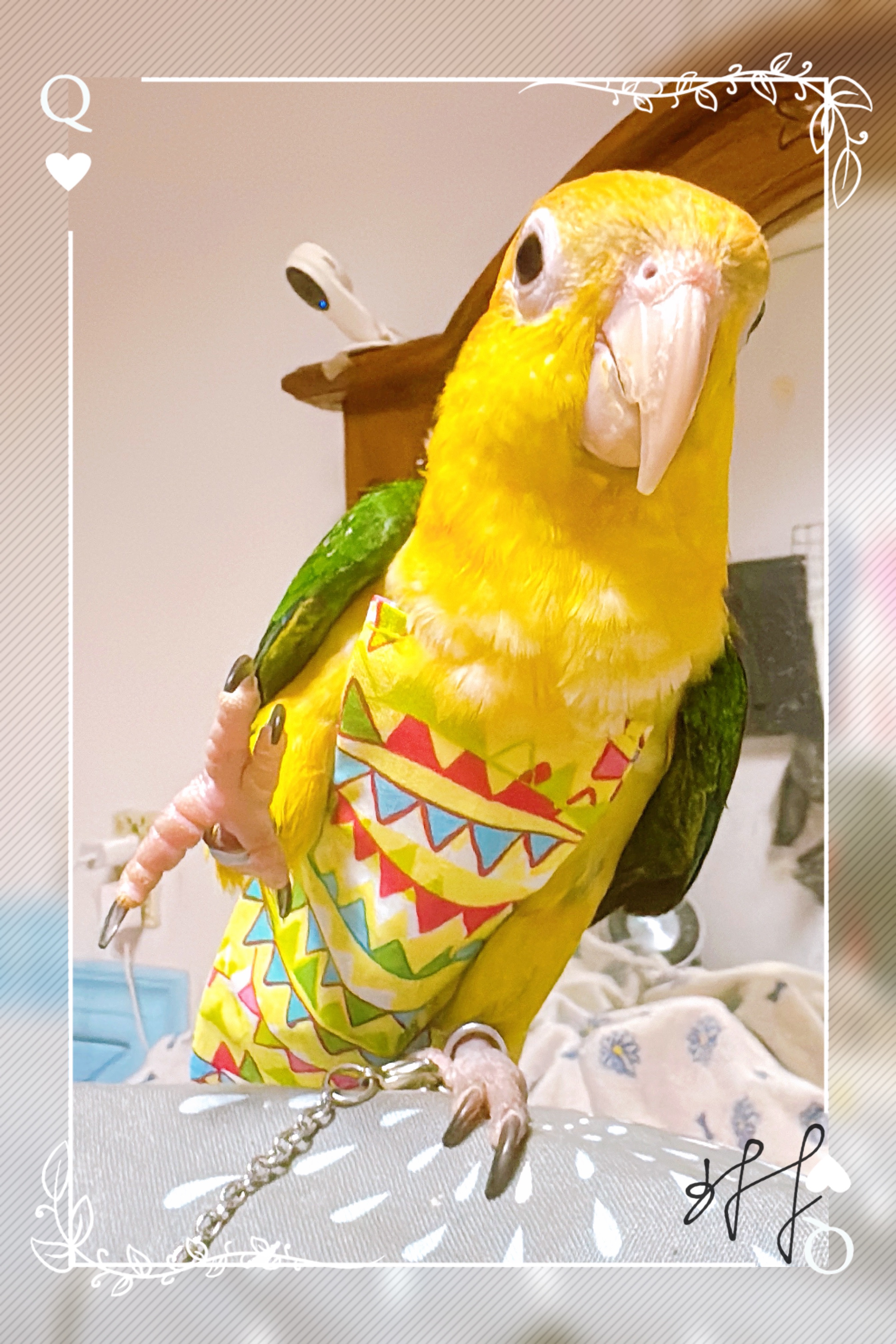 琳老闆手工衣鸚鵡屎兜