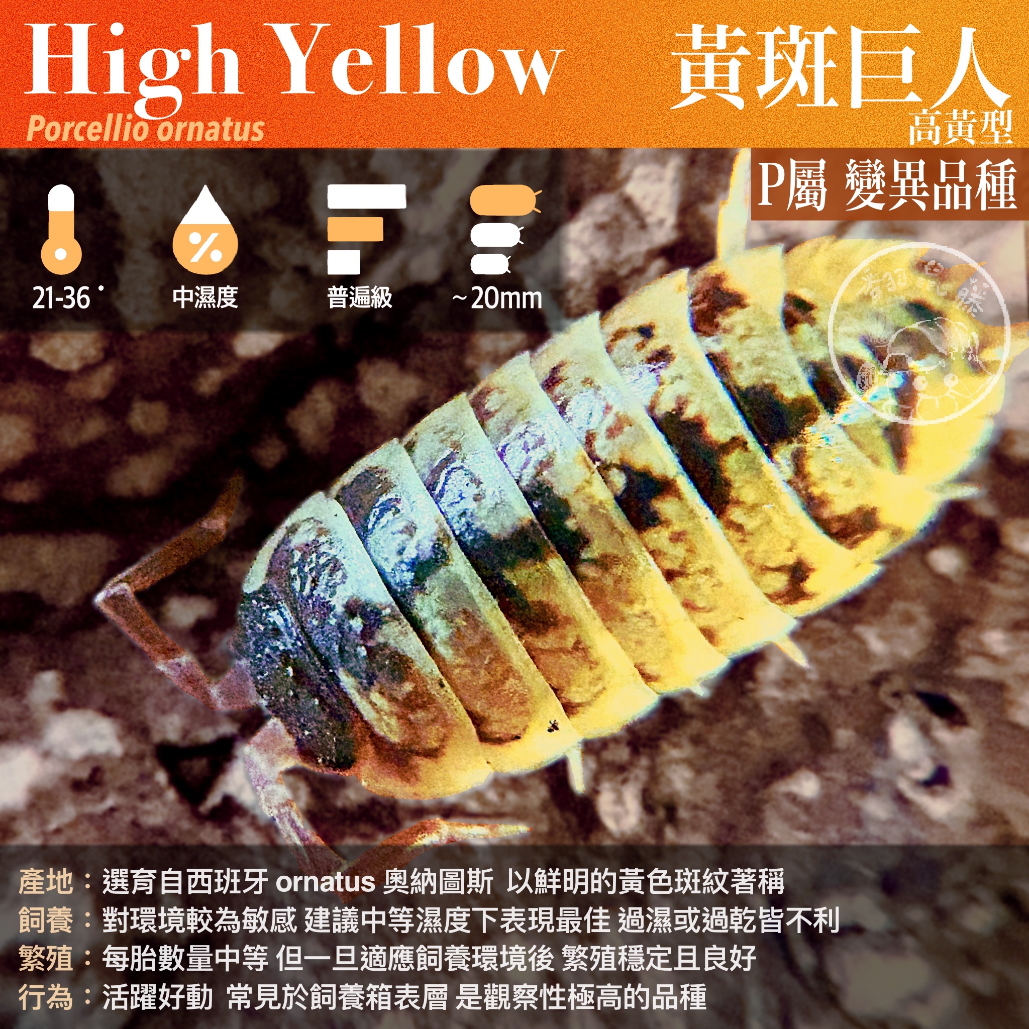 「翻鼠藤」 P屬 Porcellio 經典熱門模型