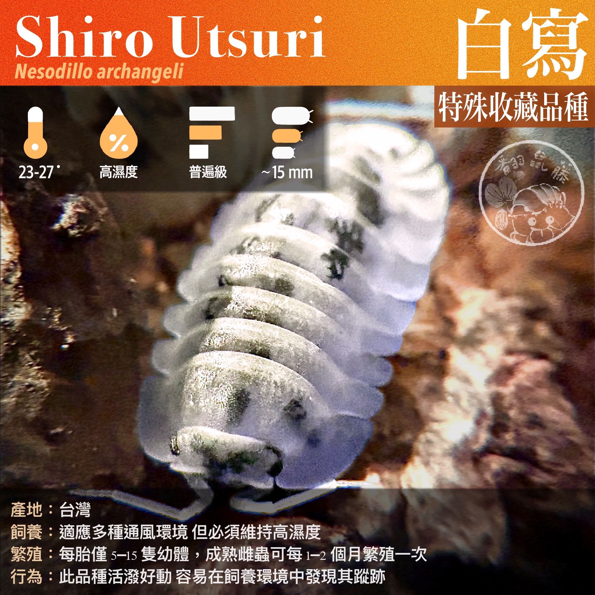 「翻鼠藤」 特殊收藏模型