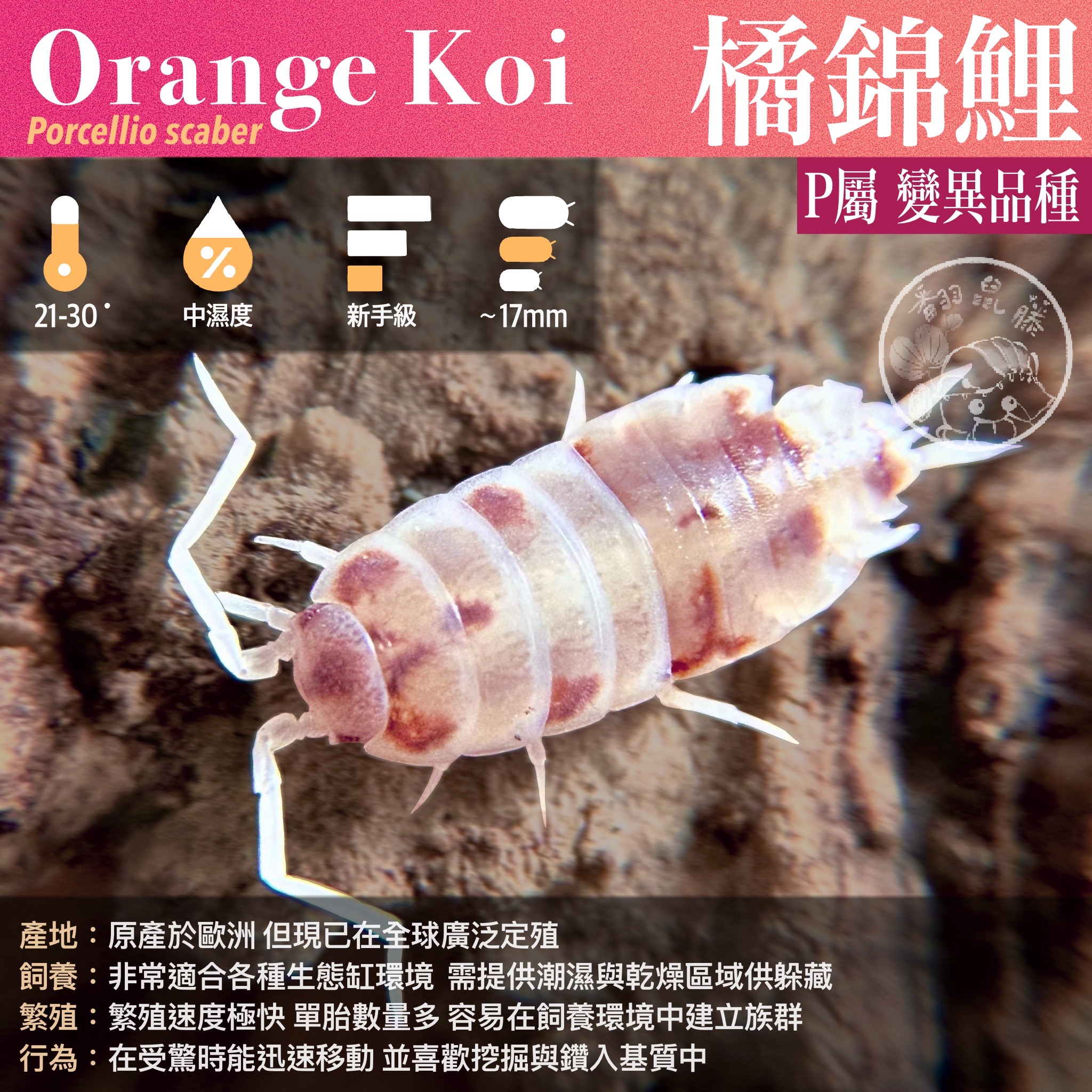 「翻鼠藤」 新手級 I 經典熱門模型