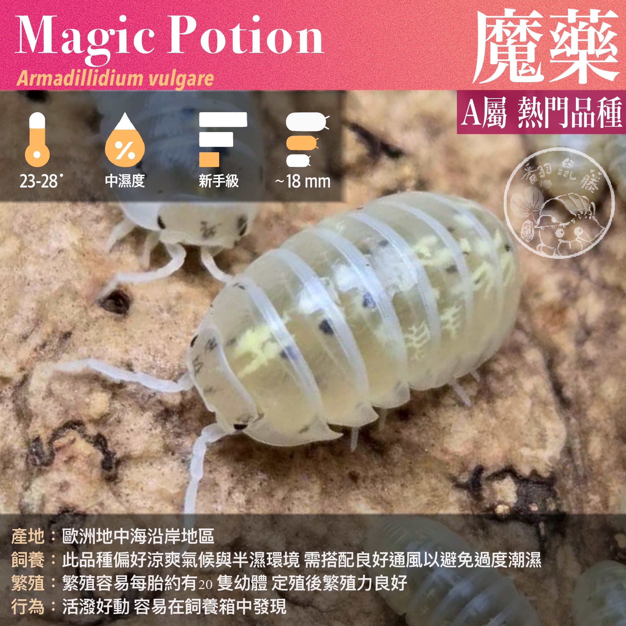 「翻鼠藤」 新手級 II 經典熱門模型