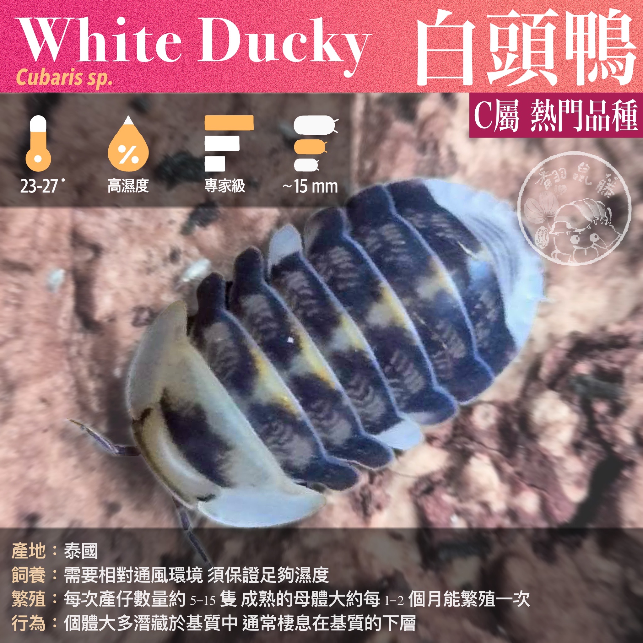 「翻鼠藤」 專家級 I 經典熱門模型