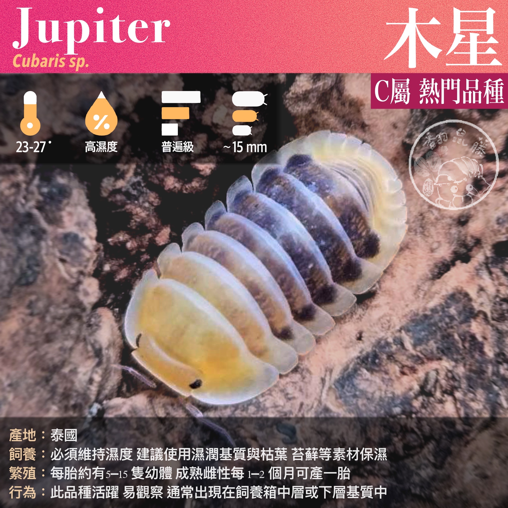 「翻鼠藤」 普遍級 I 經典熱門模型