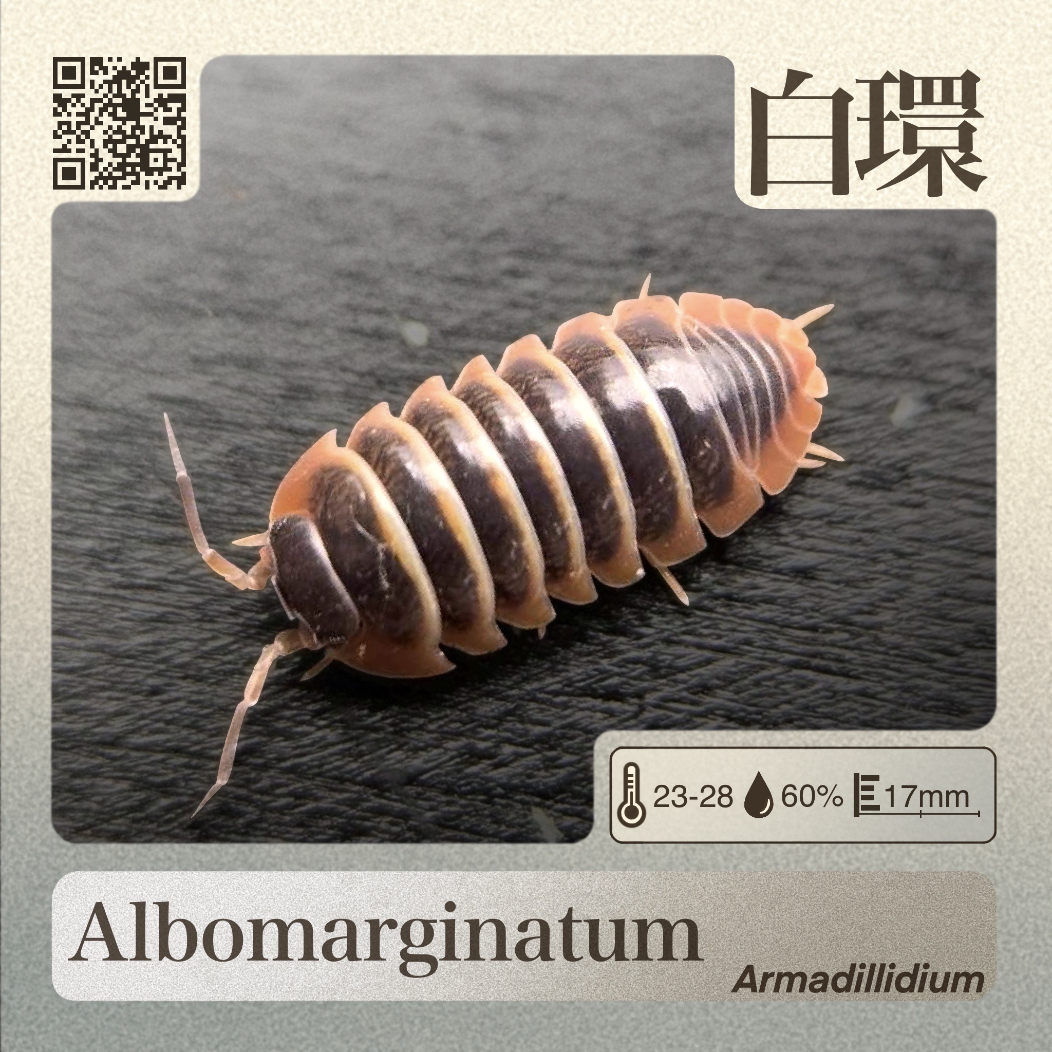 「翻鼠藤」 新品限時優惠