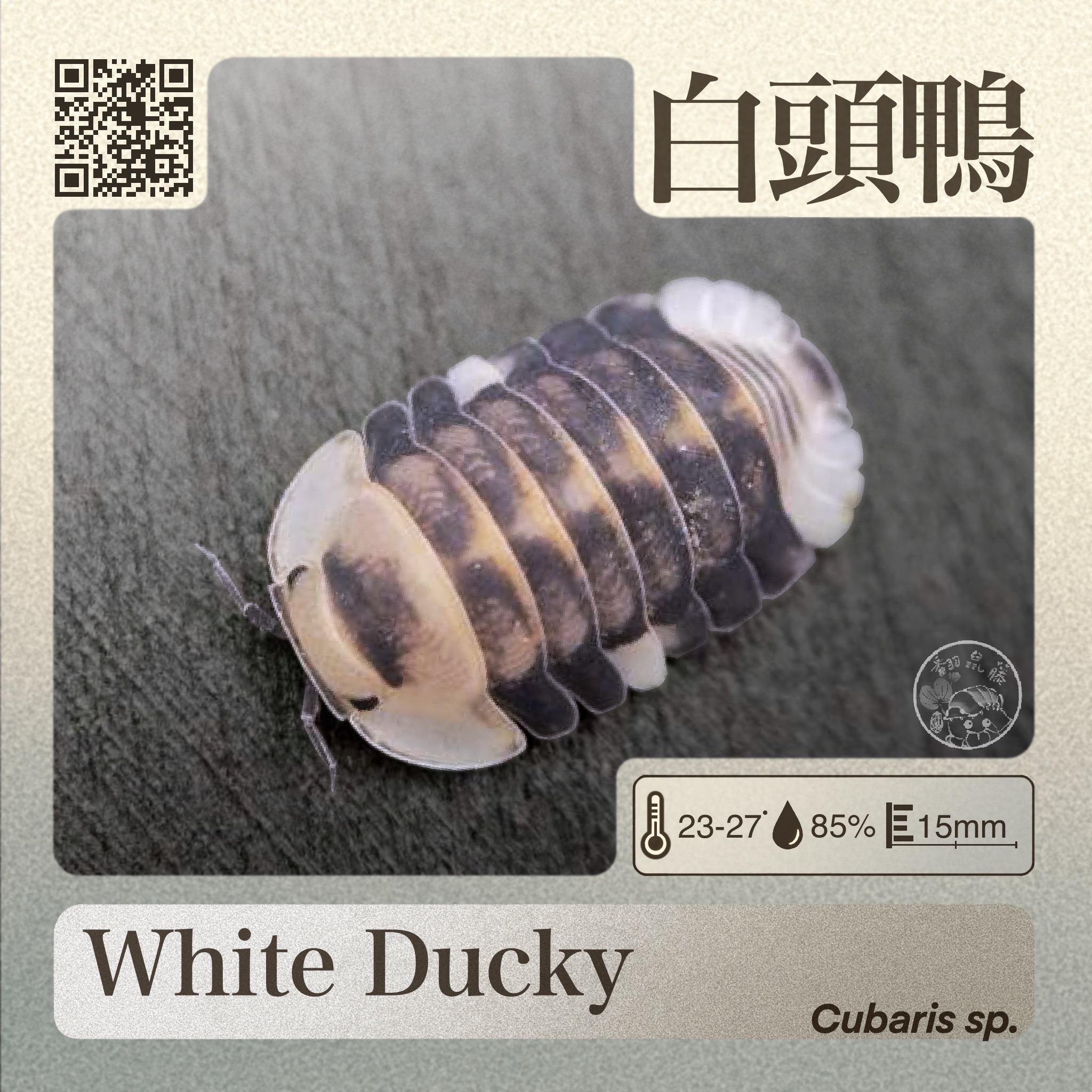 【OcO】  • White Ducky CB  • 白頭鴨 CB多代穩定個體