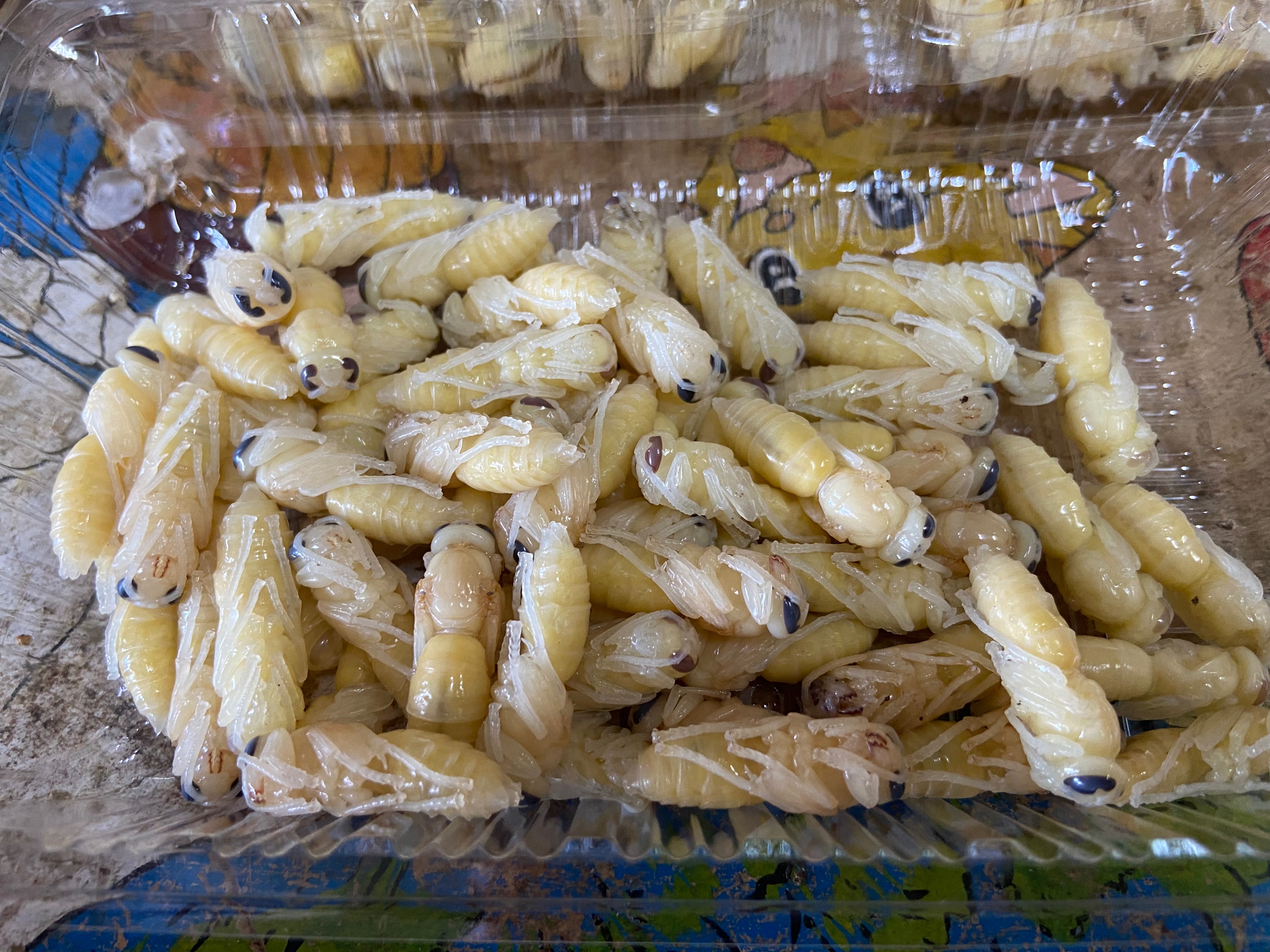 虎頭蜂成行蛹