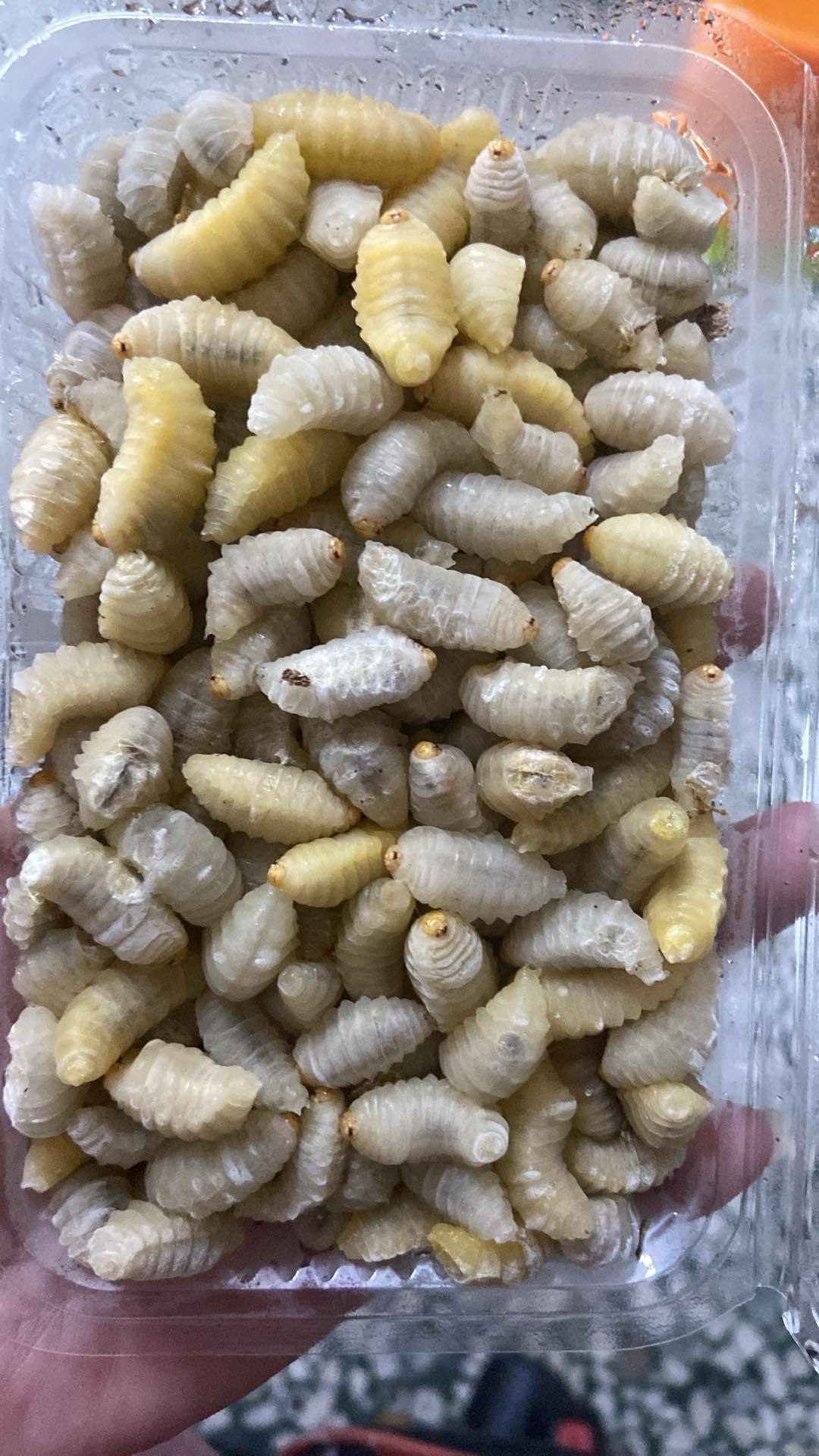 黑肚