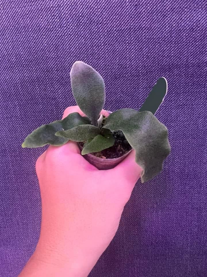 白金 孢子苗