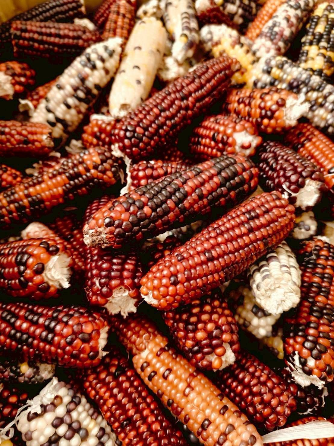 磨牙玉米 買10送1 購買5根以上可免費真空 須主動備註