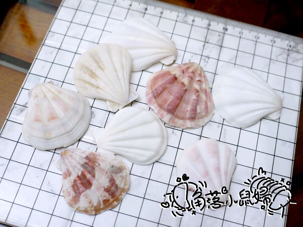 小食盤。厚扇貝殼